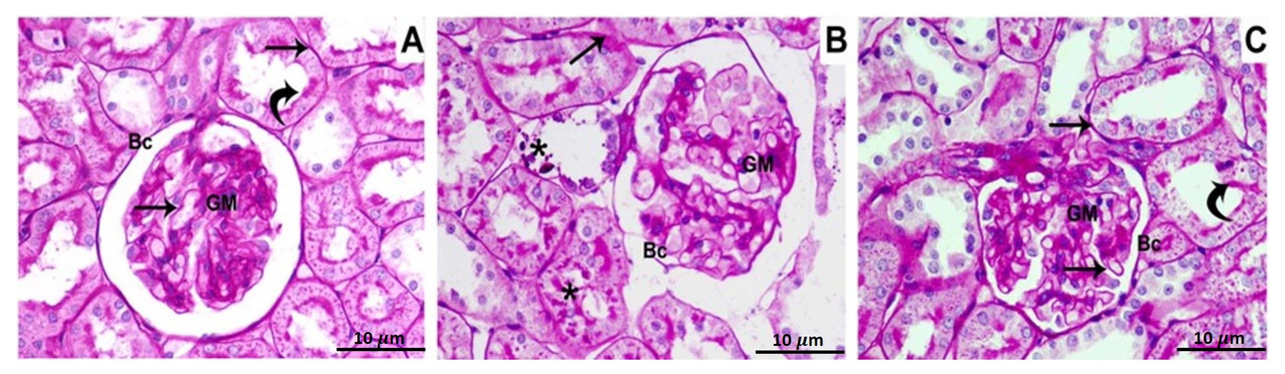 Biomedicines 11 00421 g001