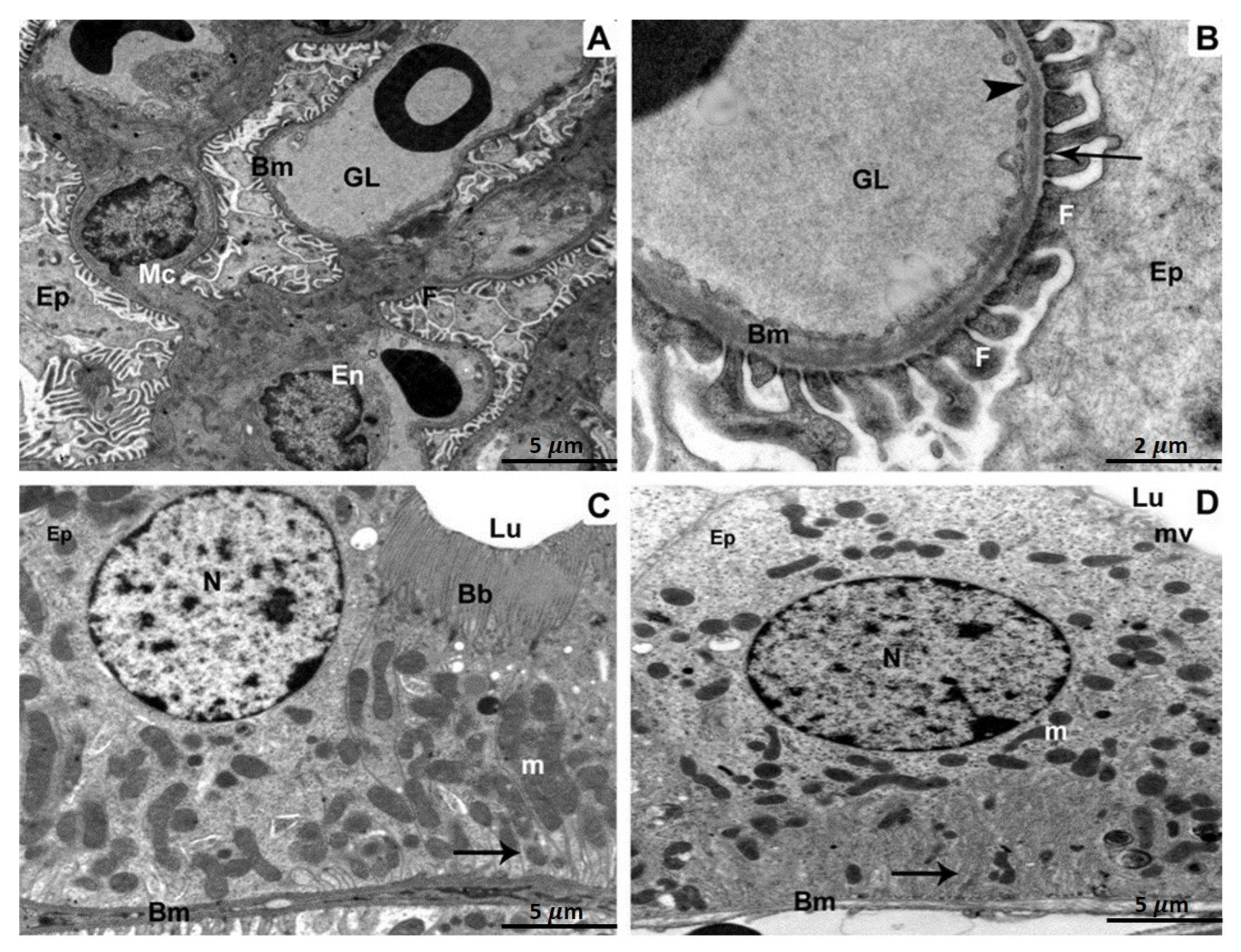 Biomedicines 11 00421 g002