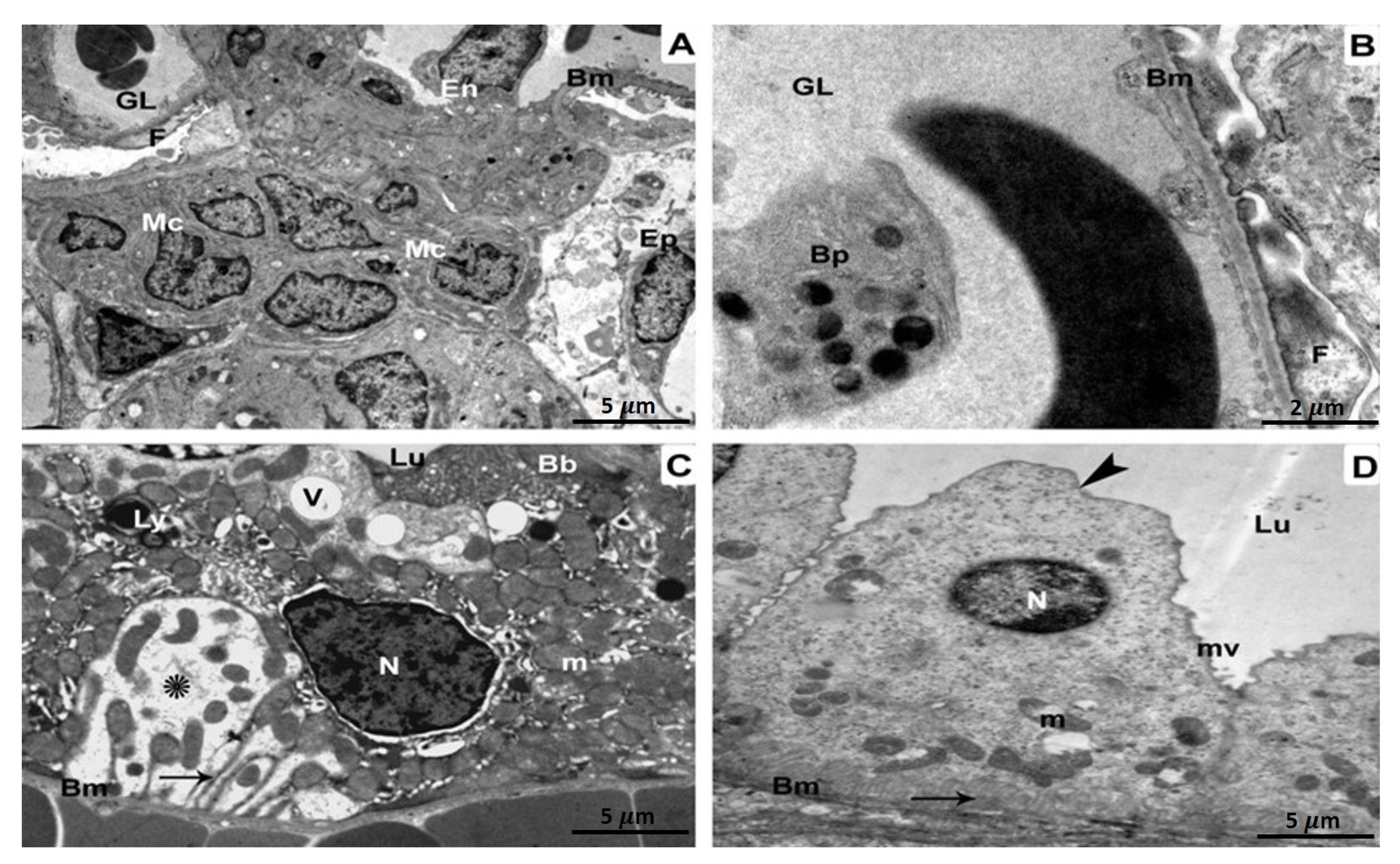 Biomedicines 11 00421 g003