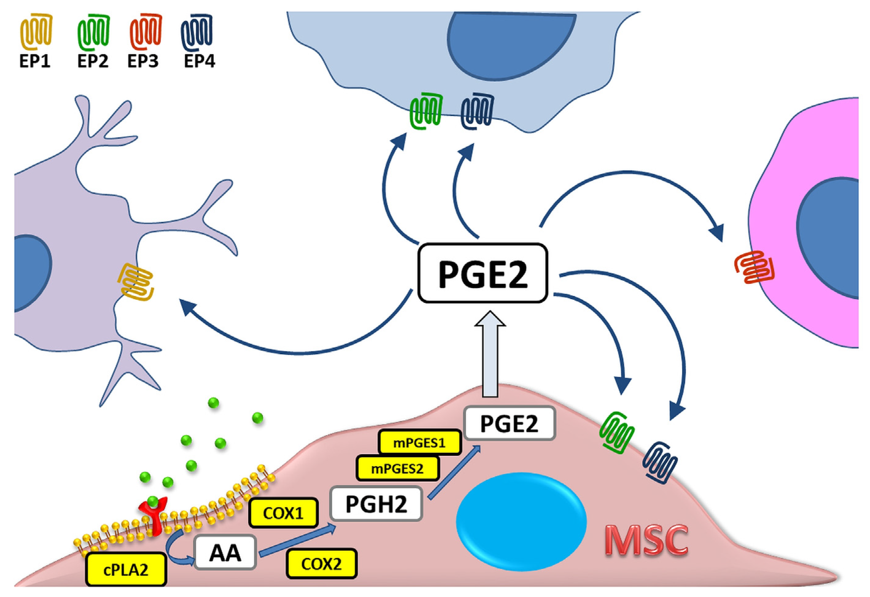 Biomedicines 11 00445 g001