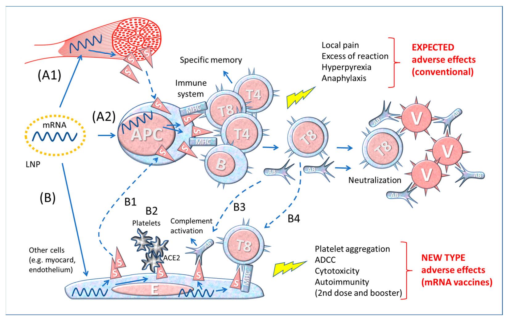 Biomedicines 11 00451 g002