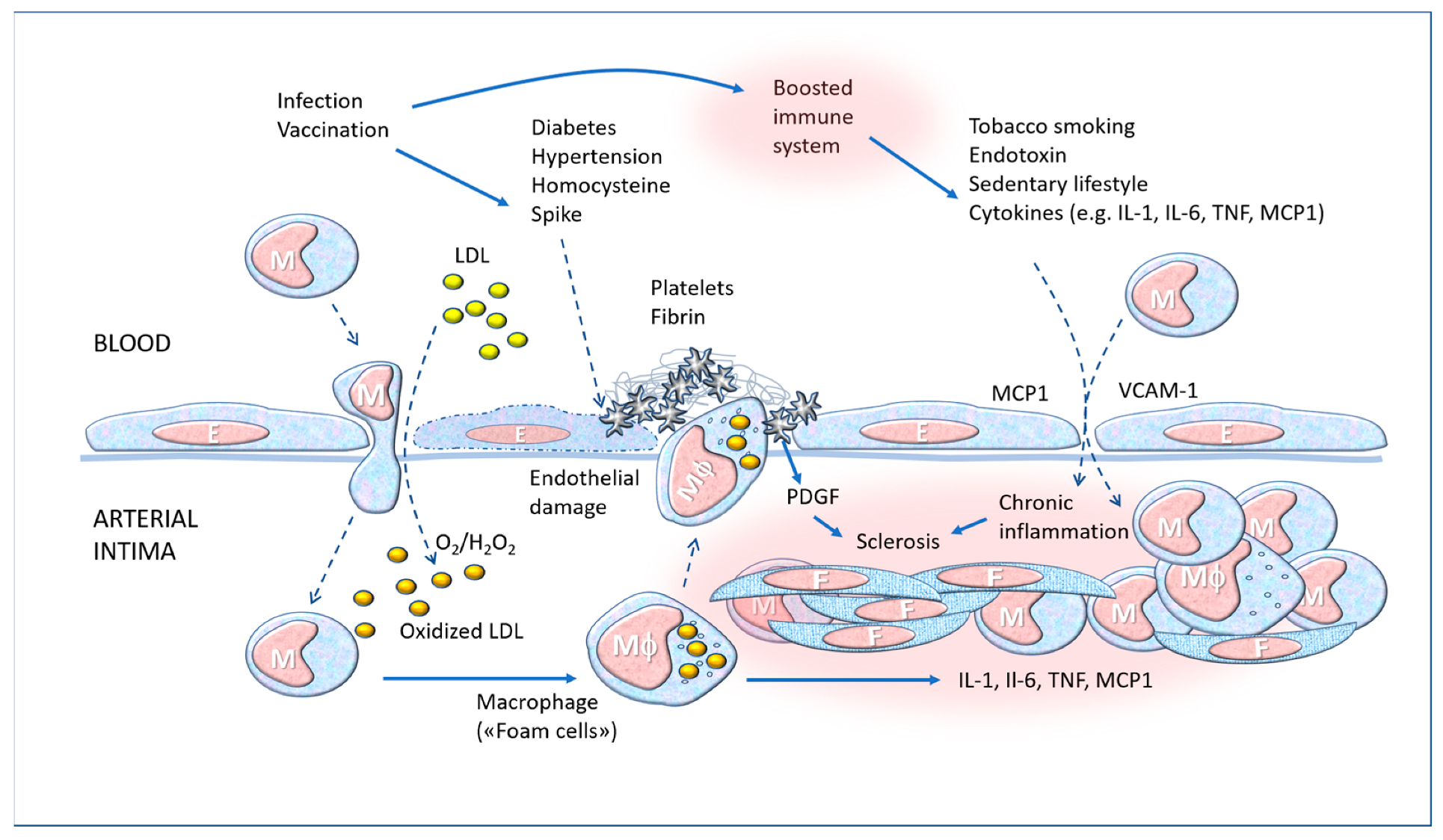 Biomedicines 11 00451 g007
