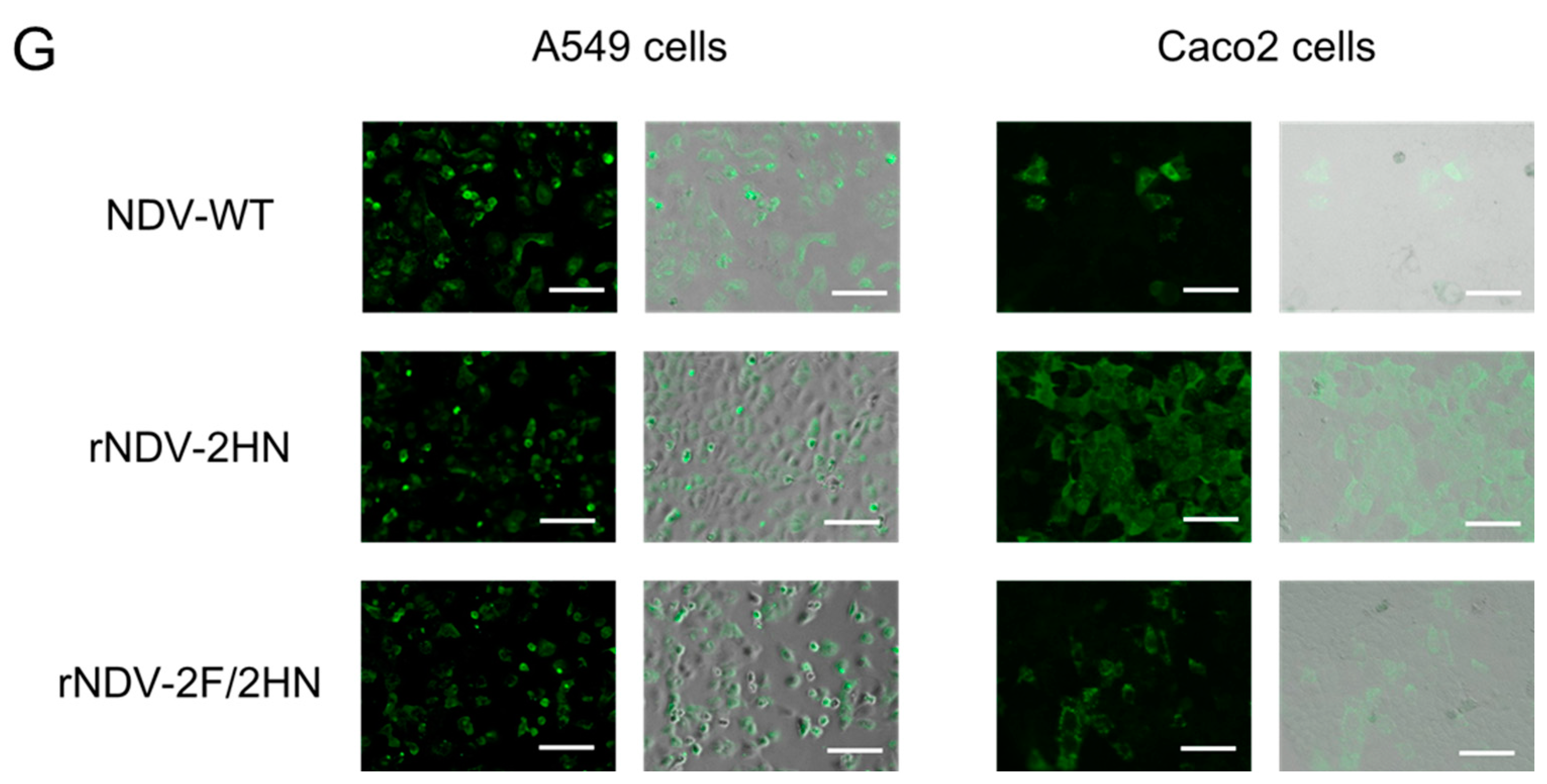 Biomedicines 11 00455 g001b Biomedicines 11 00455 g001b