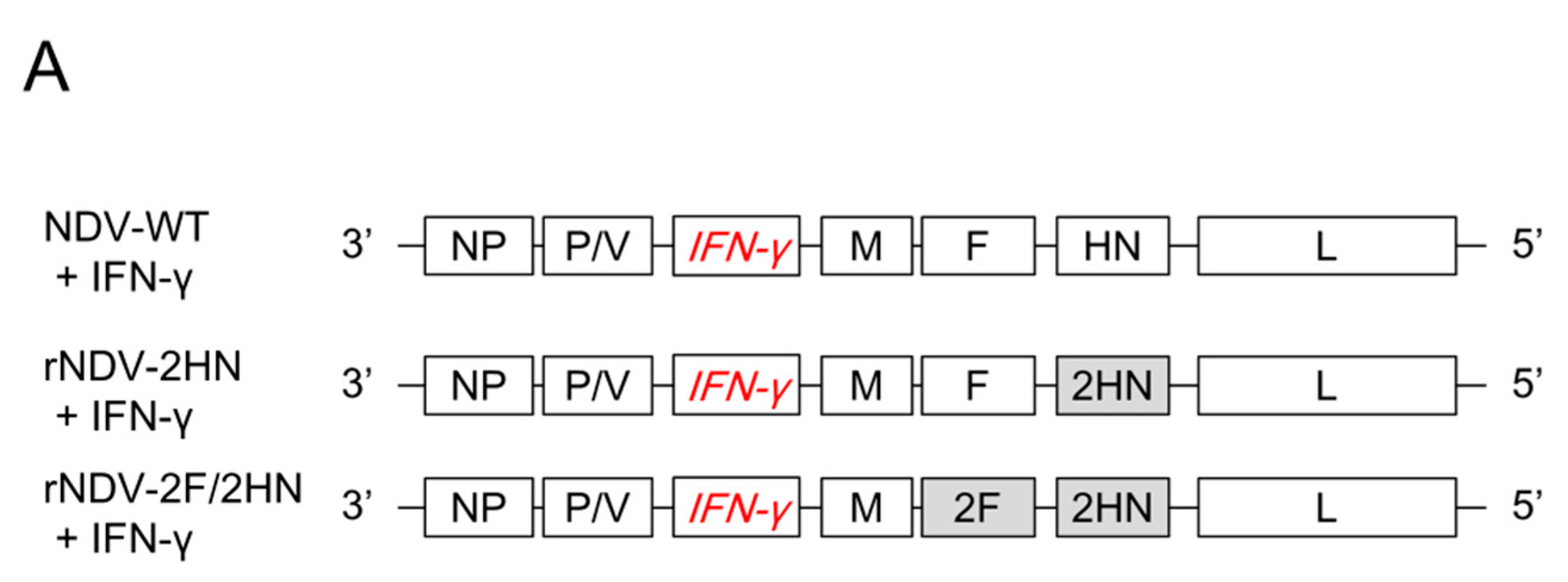 Biomedicines 11 00455 g002a Biomedicines 11 00455 g002a