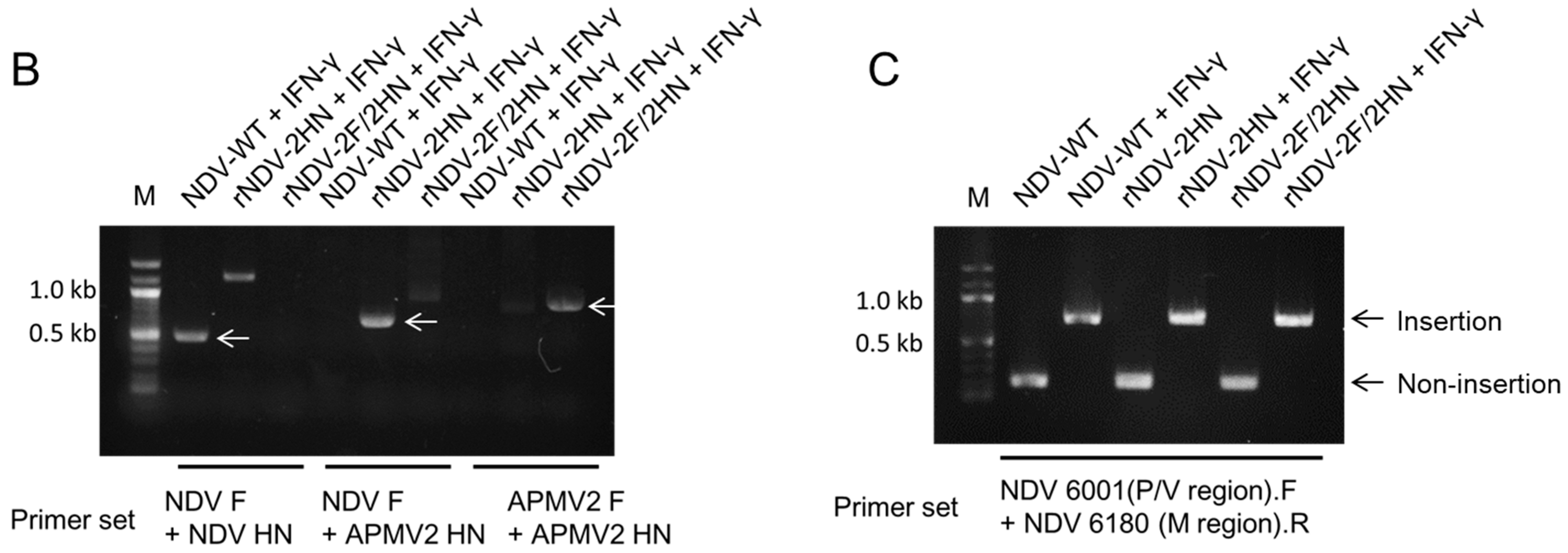 Biomedicines 11 00455 g002b Biomedicines 11 00455 g002b