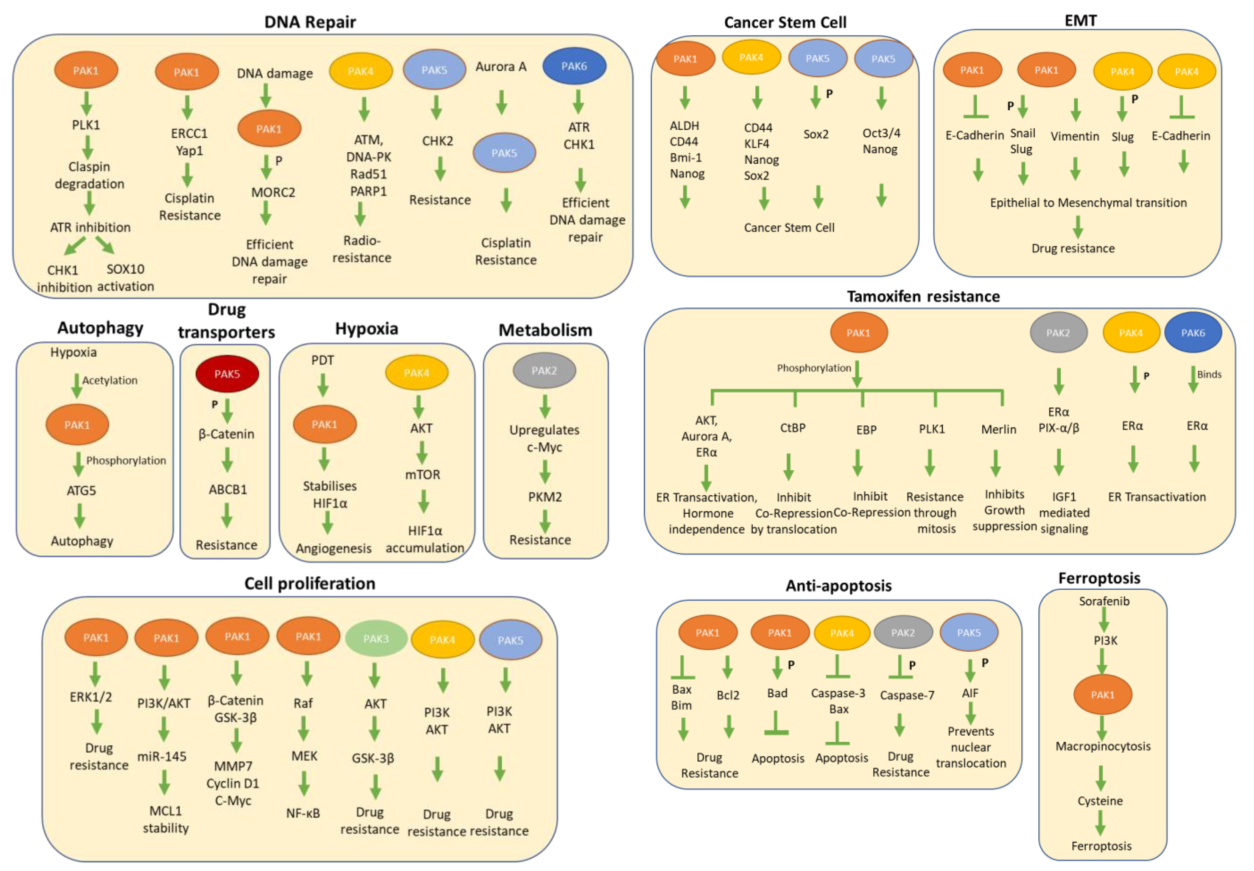 Biomedicines 11 00462 g003