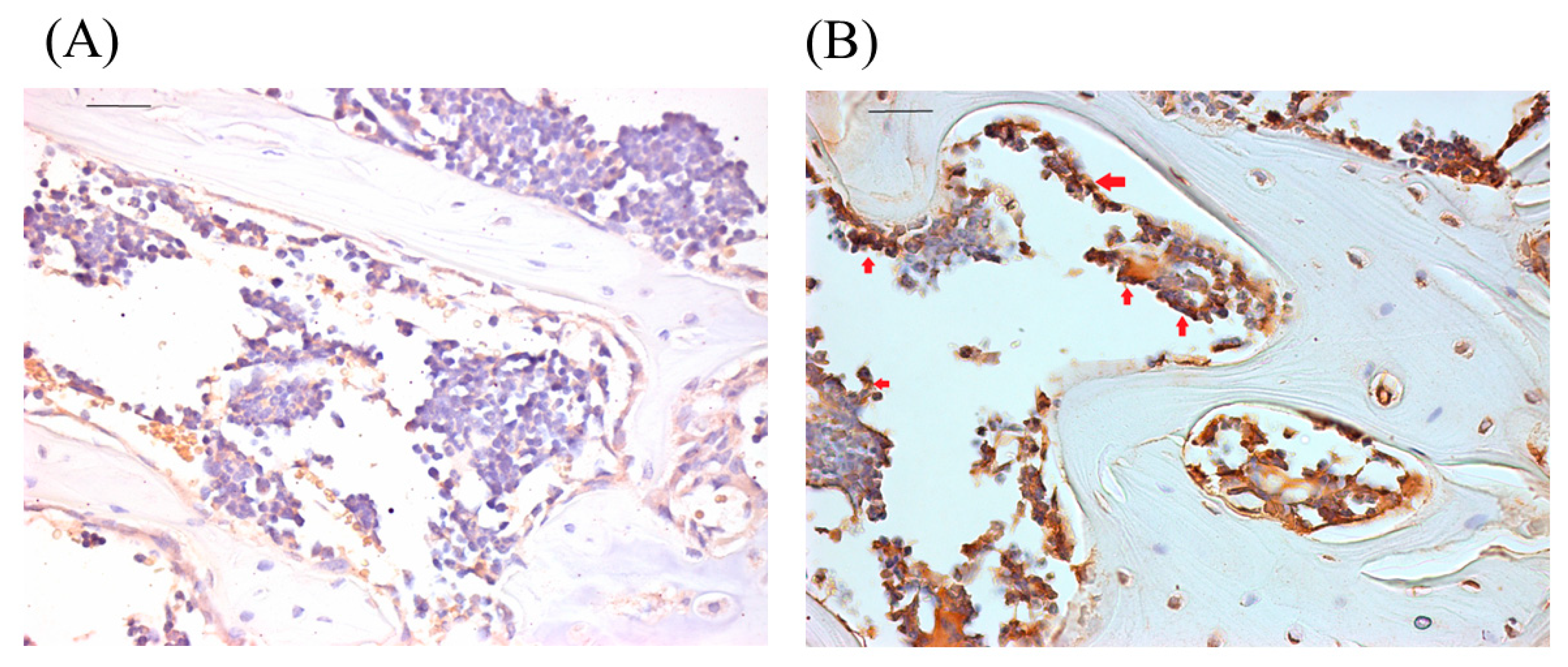 Biomedicines 11 00465 g003