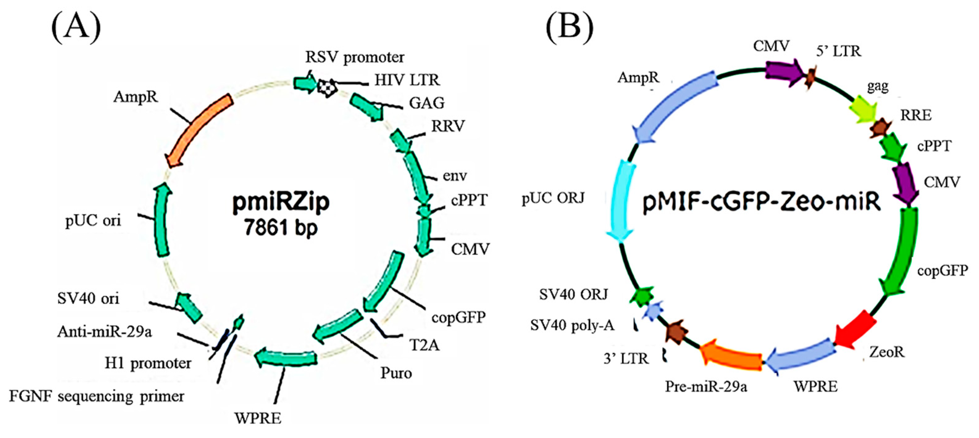 Biomedicines 11 00465 g004