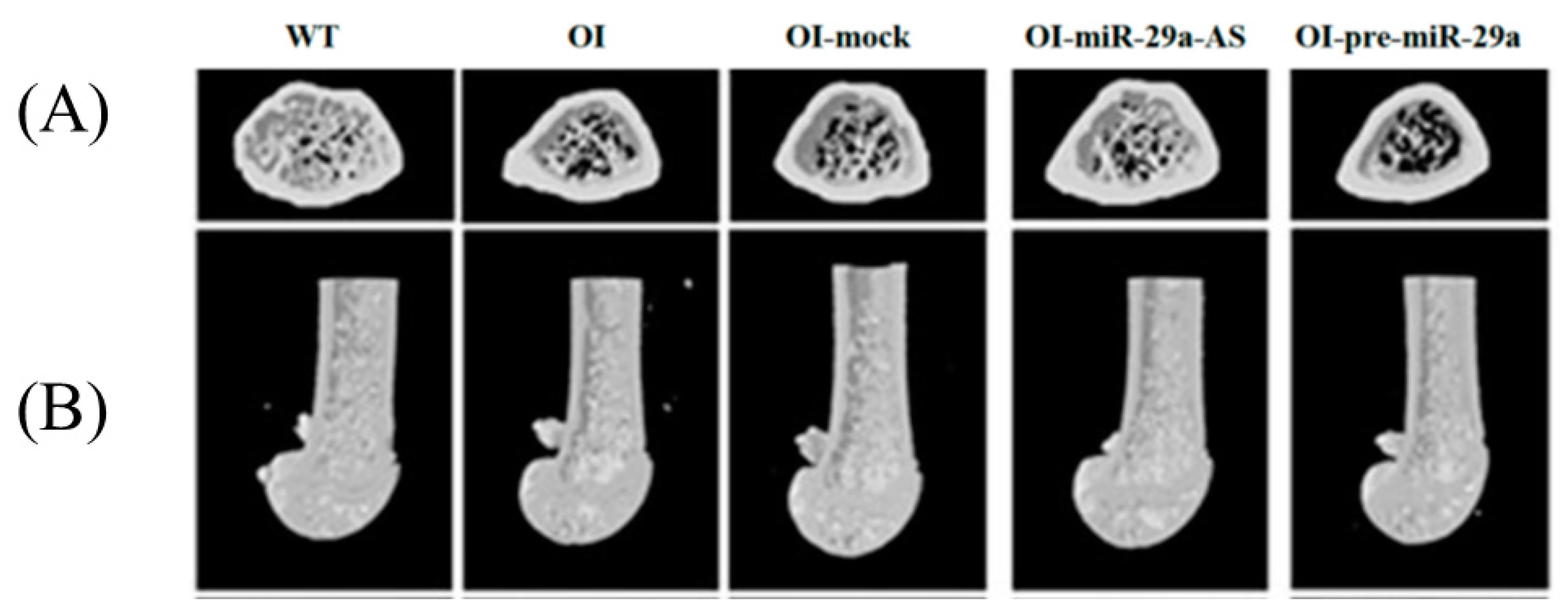 Biomedicines 11 00465 g006