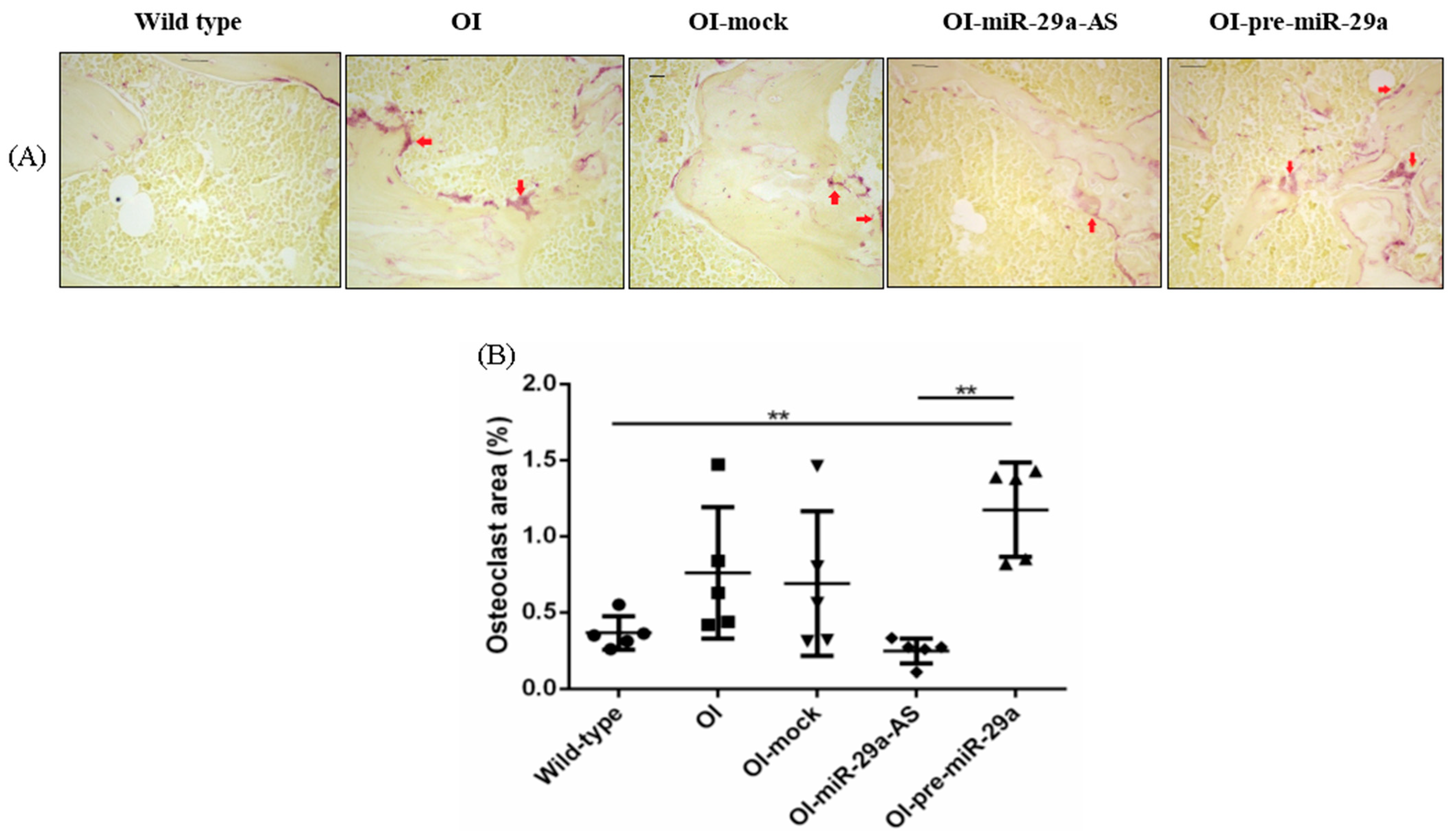 Biomedicines 11 00465 g011