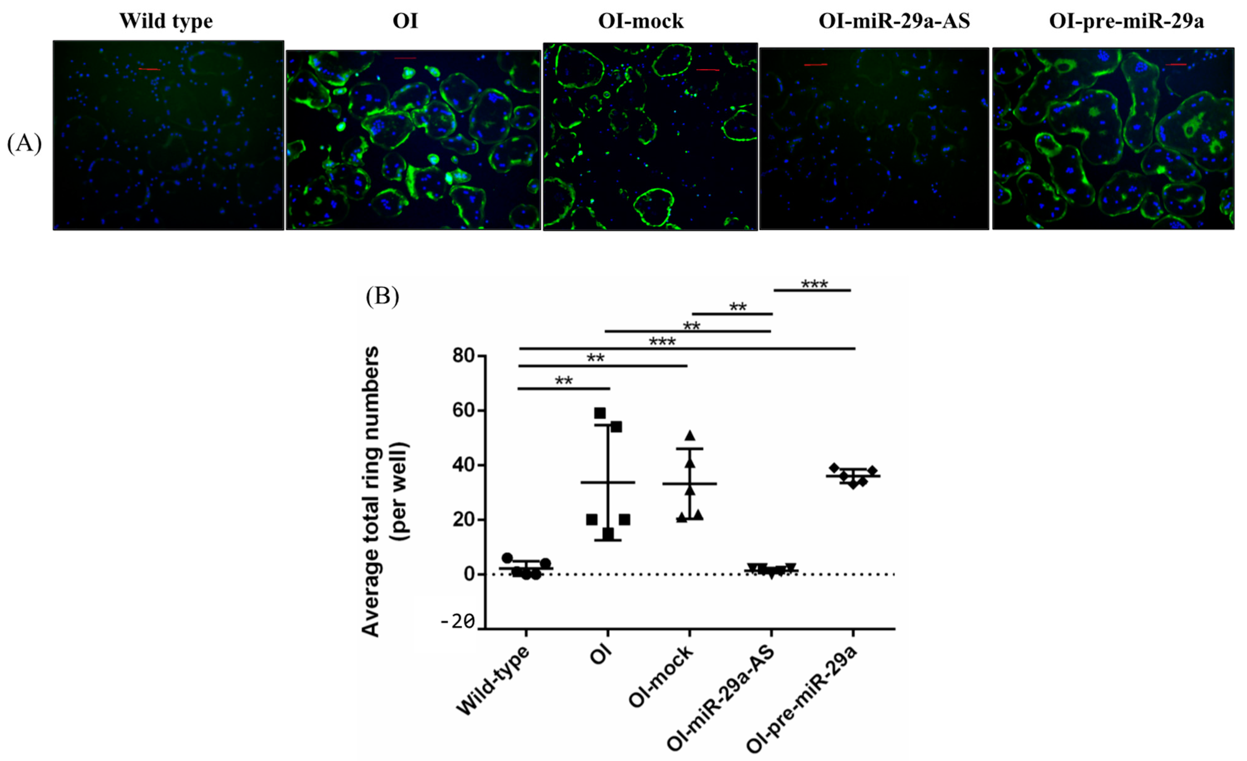 Biomedicines 11 00465 g013