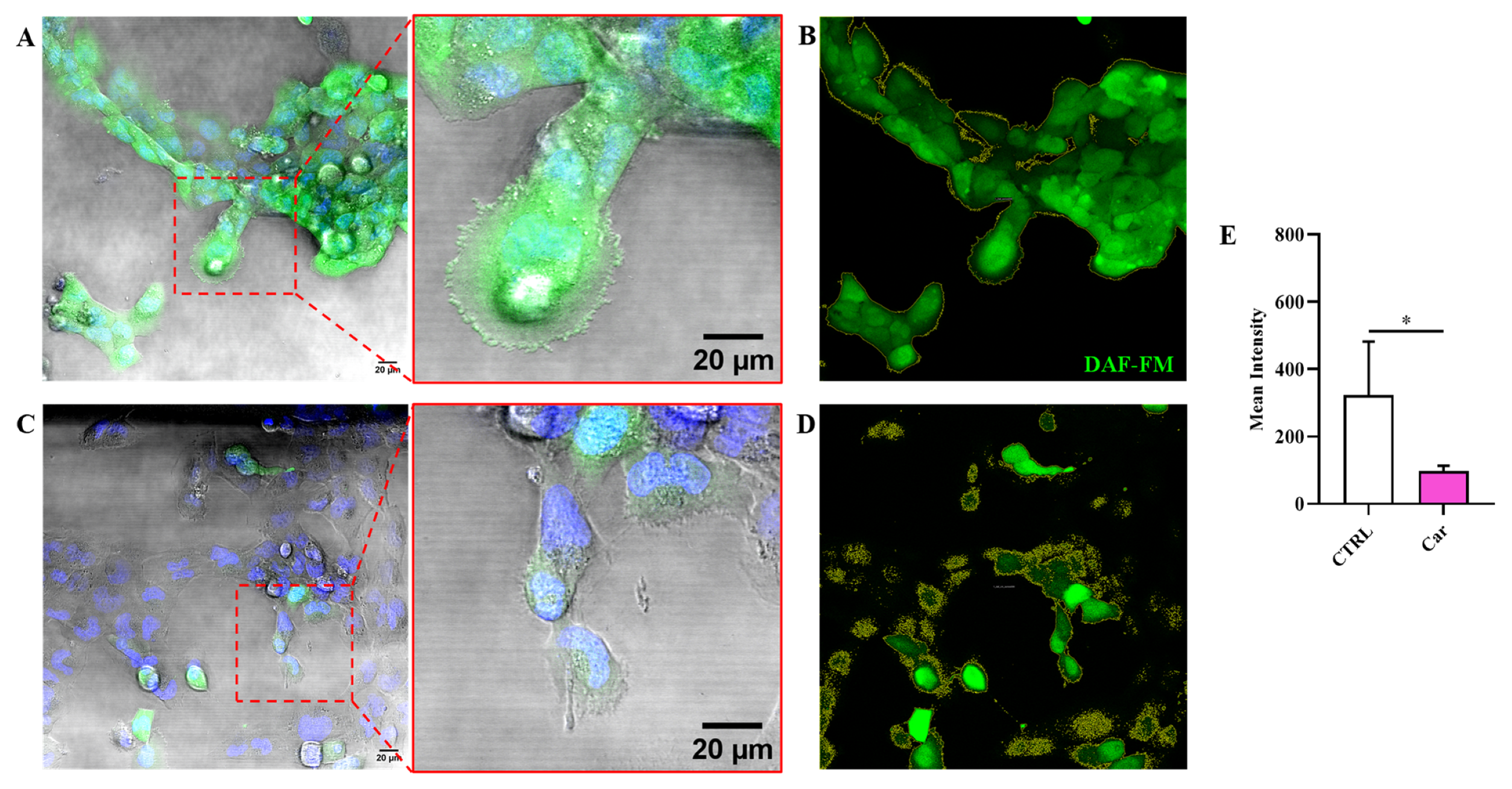 Biomedicines 11 00474 g004