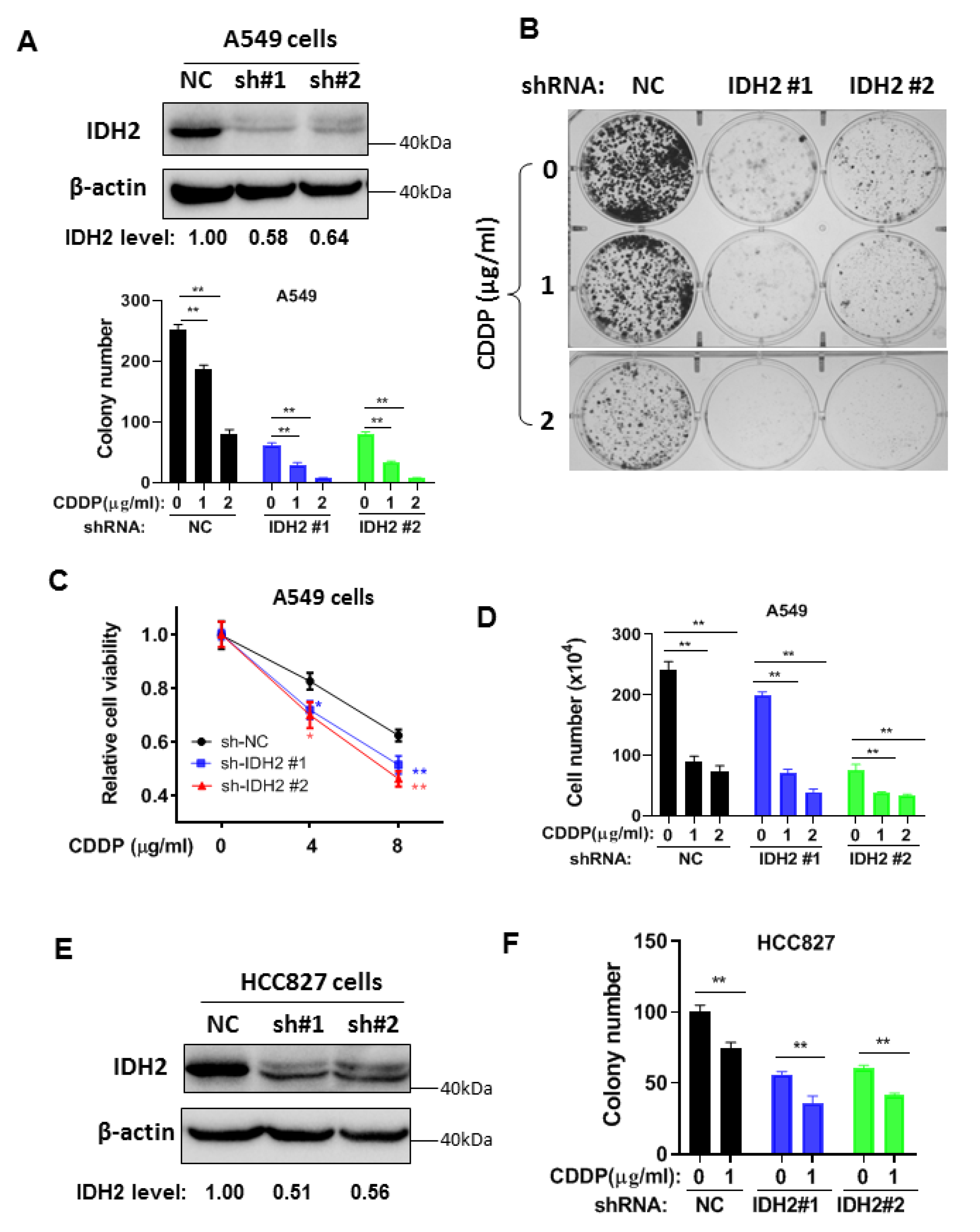 Biomedicines 11 00475 g002