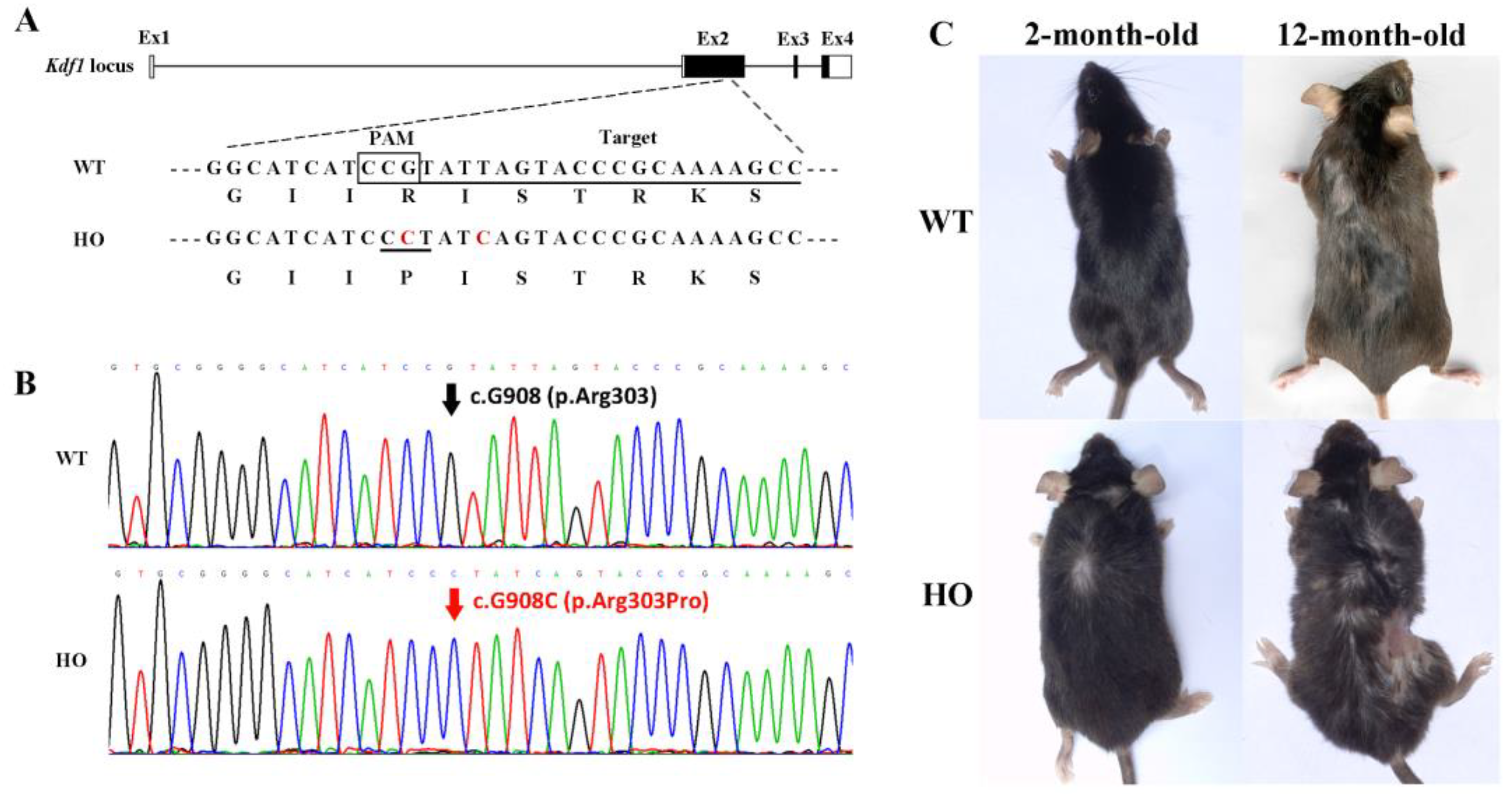 Biomedicines 11 00482 g002