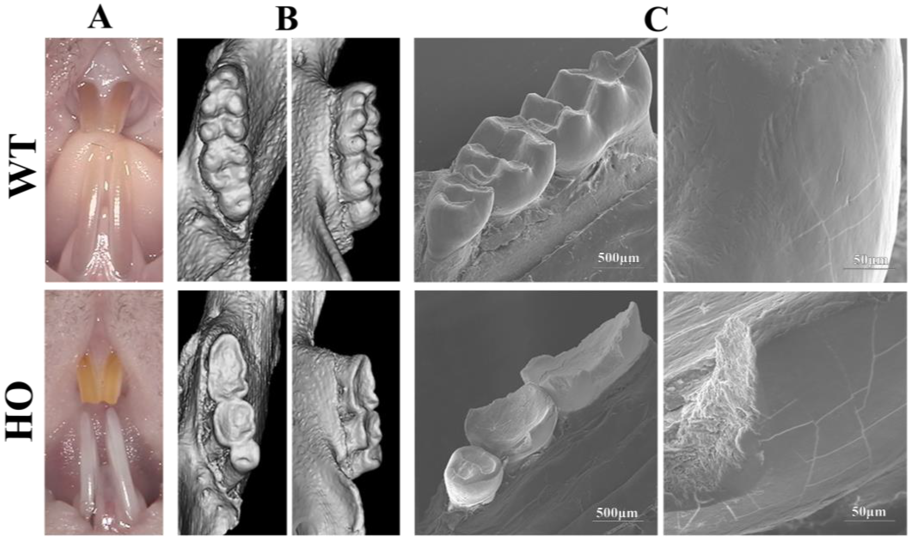 Biomedicines 11 00482 g003
