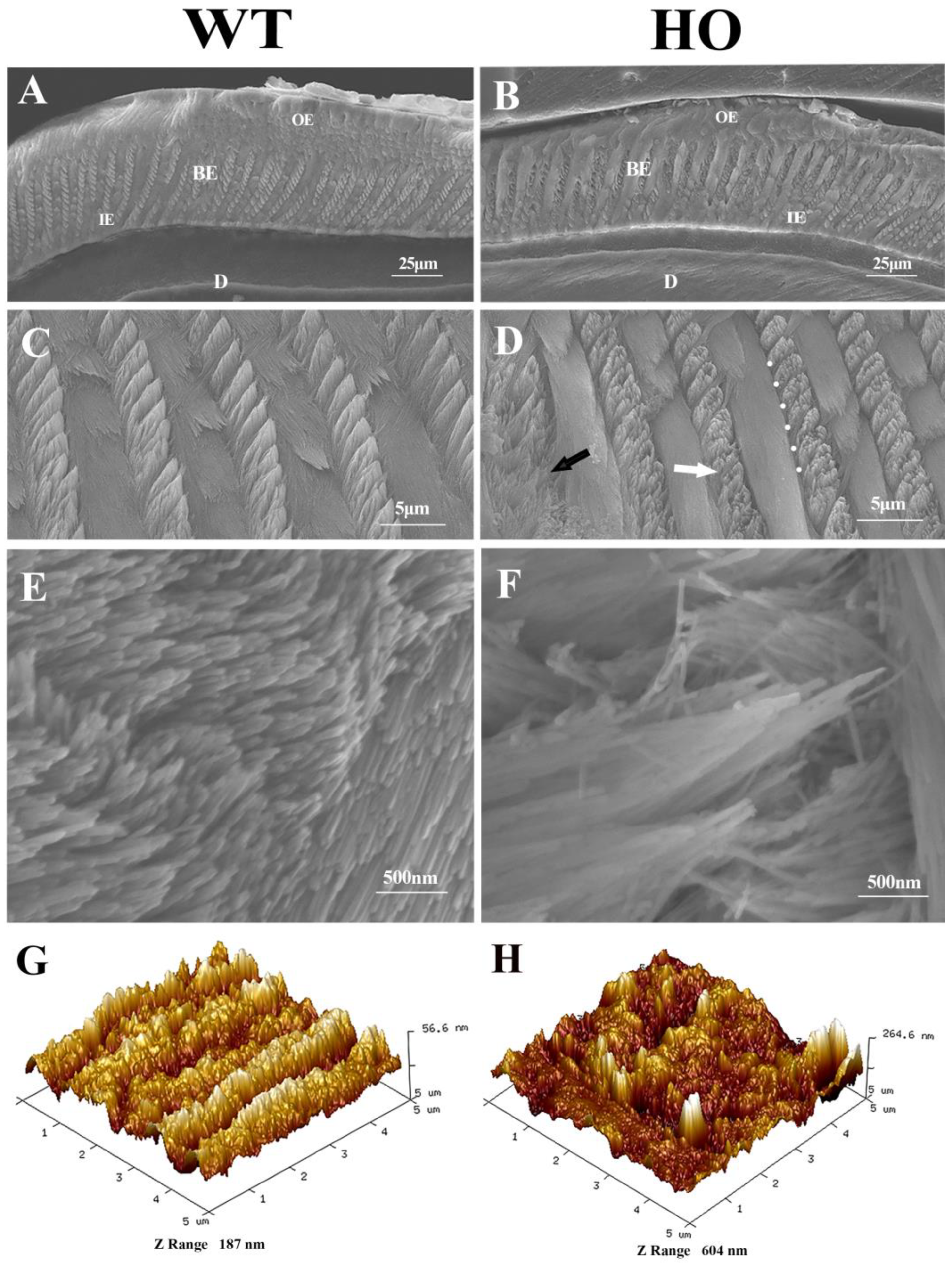 Biomedicines 11 00482 g004