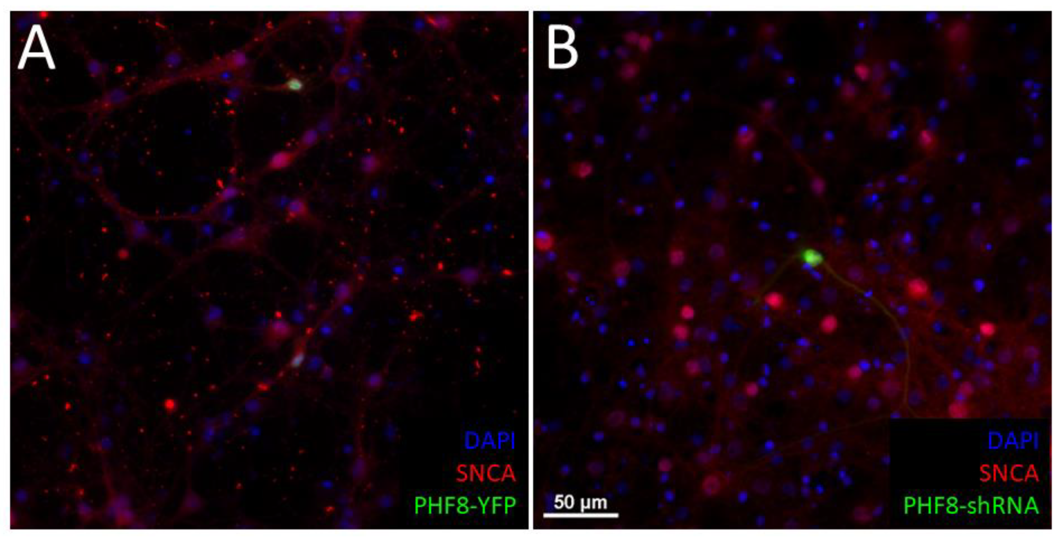 Biomedicines 11 00486 g003