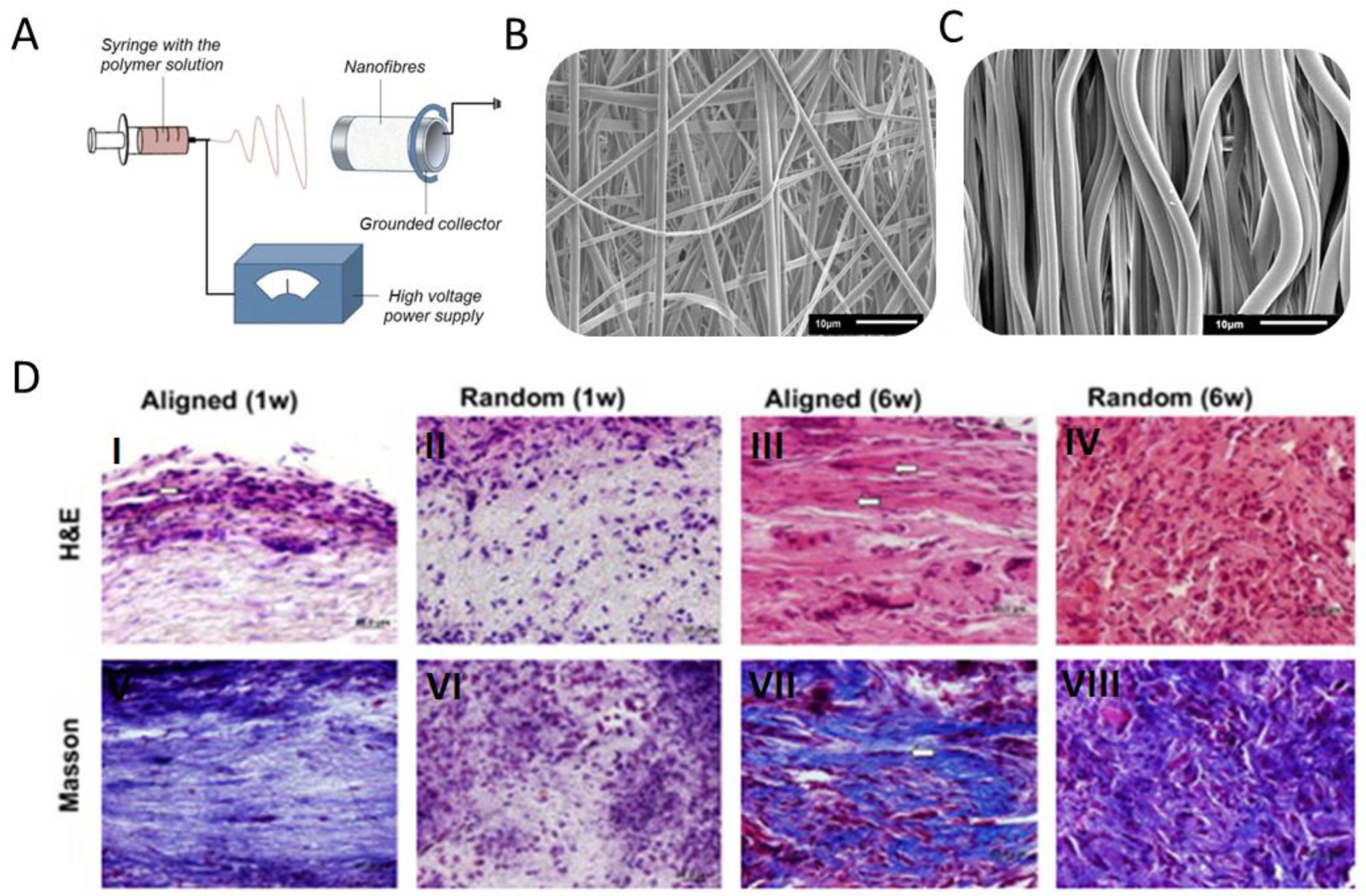 Biomedicines 11 00507 g003