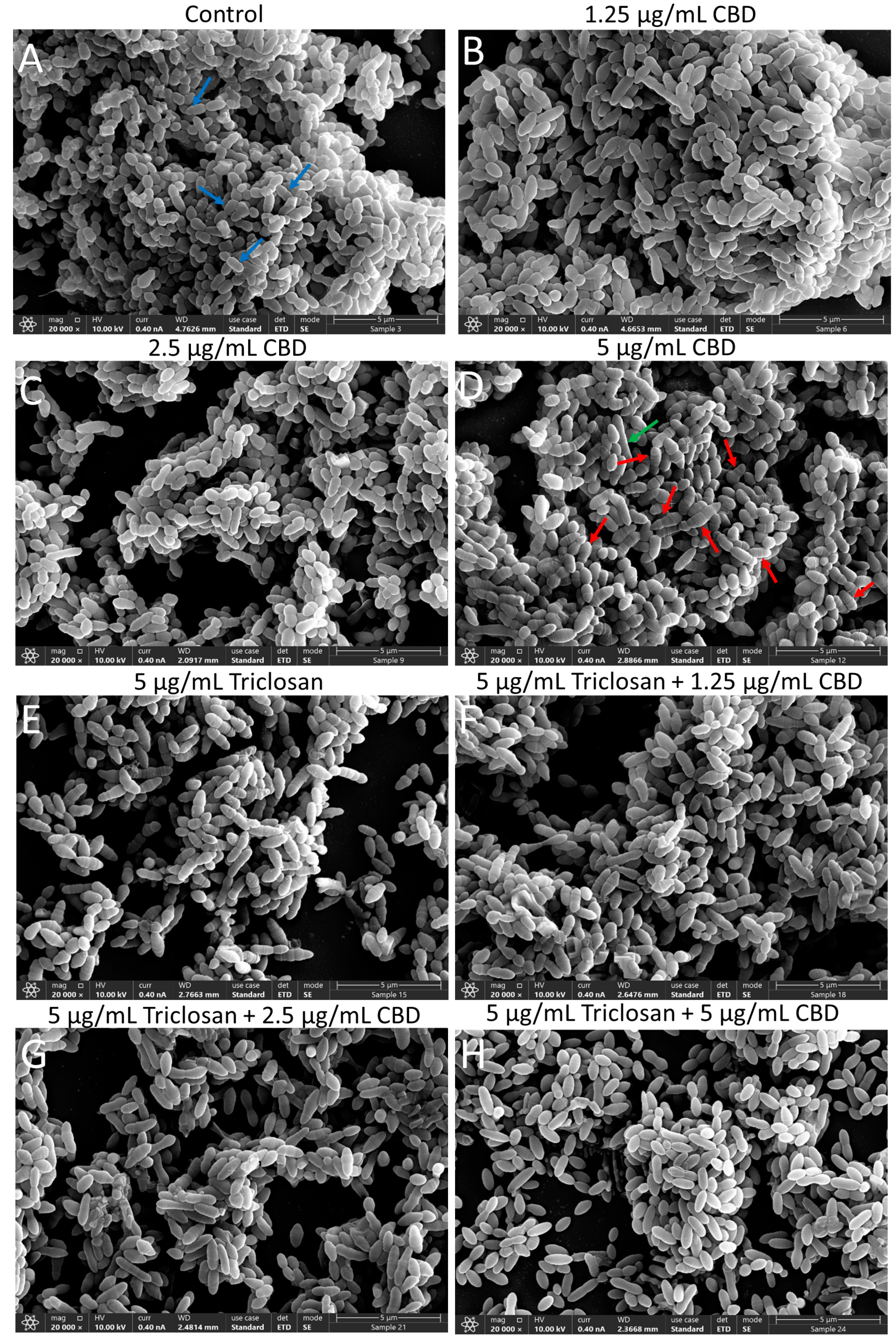 Biomedicines 11 00521 g006