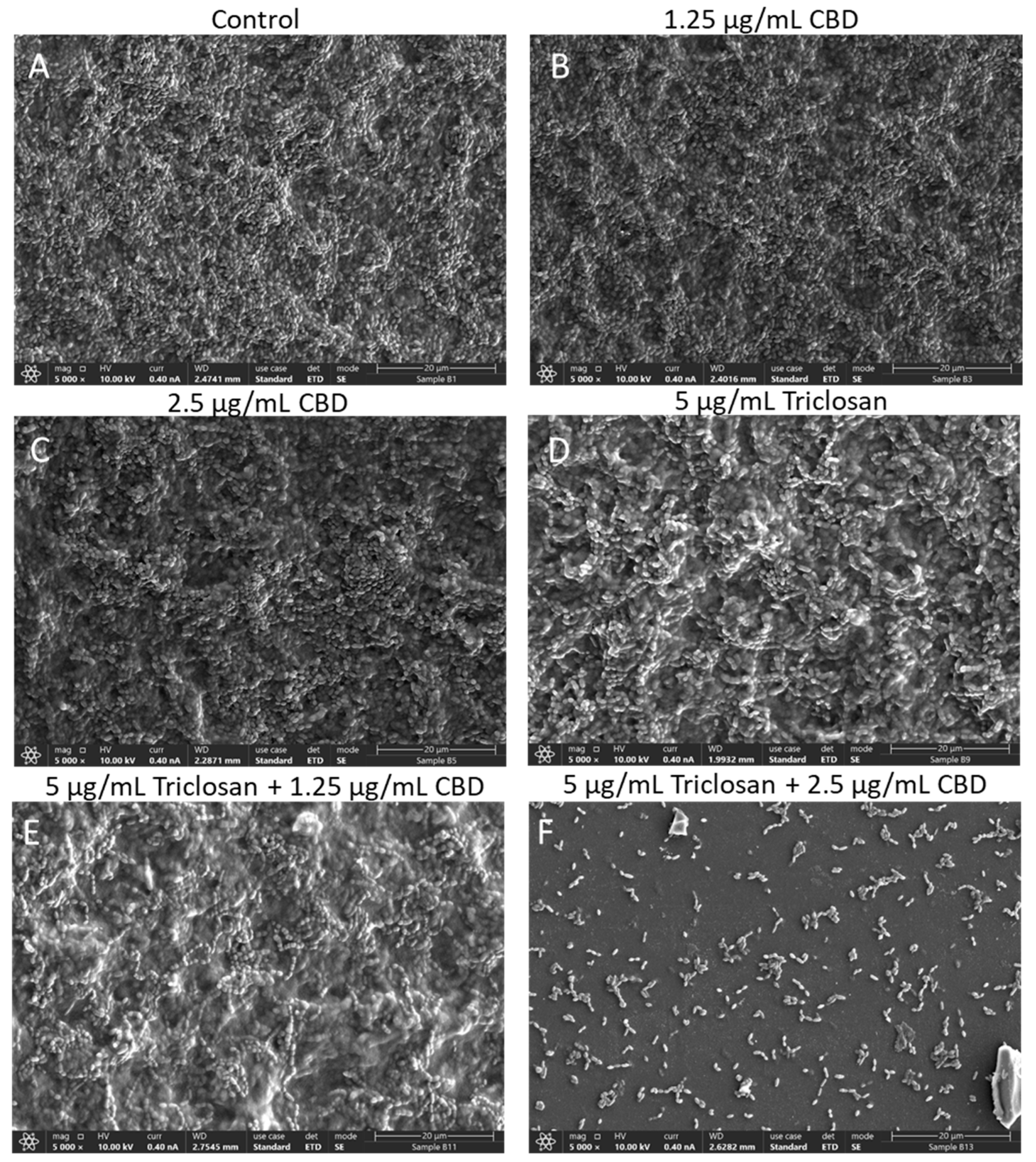 Biomedicines 11 00521 g008
