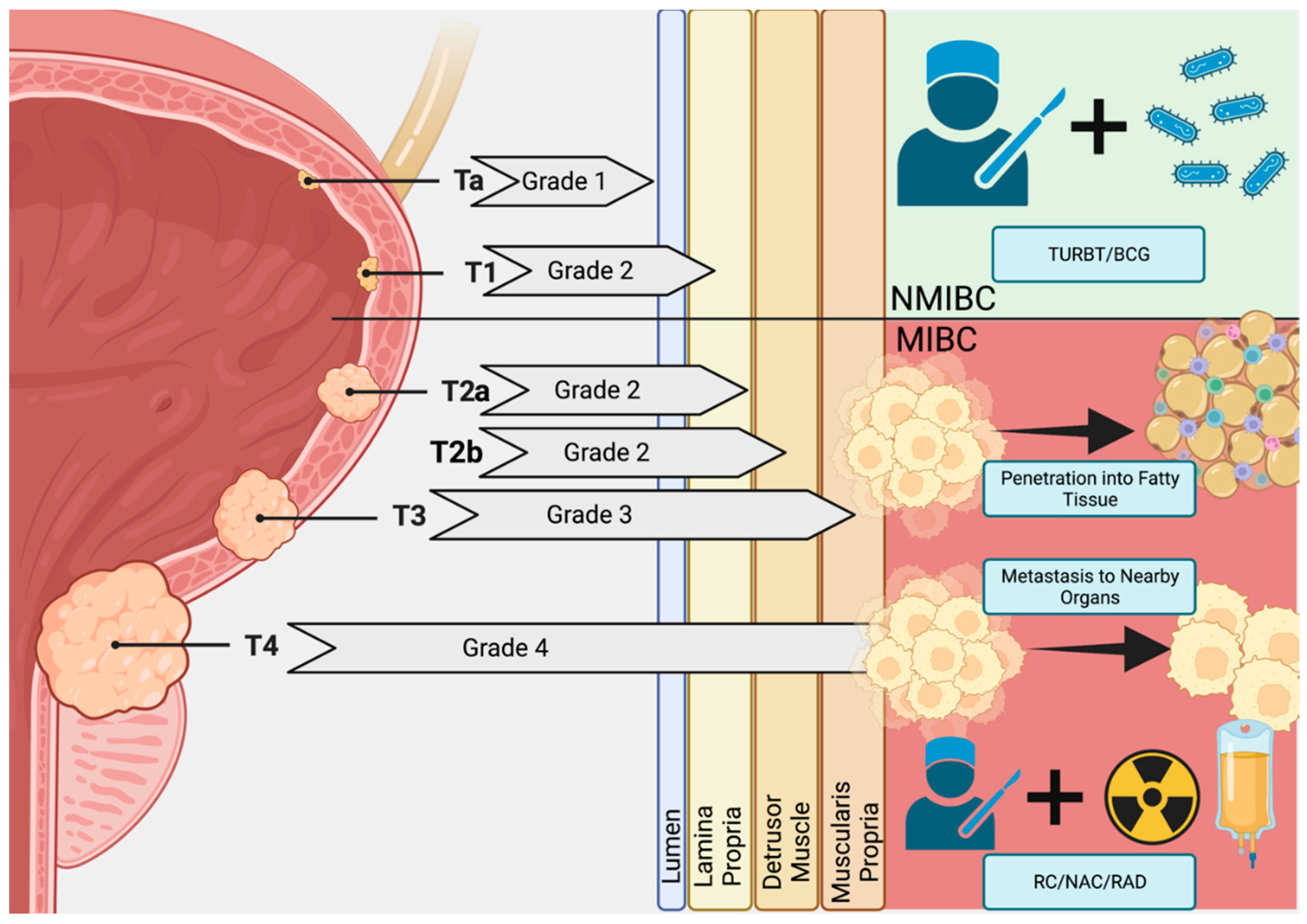 Biomedicines 11 00539 g001