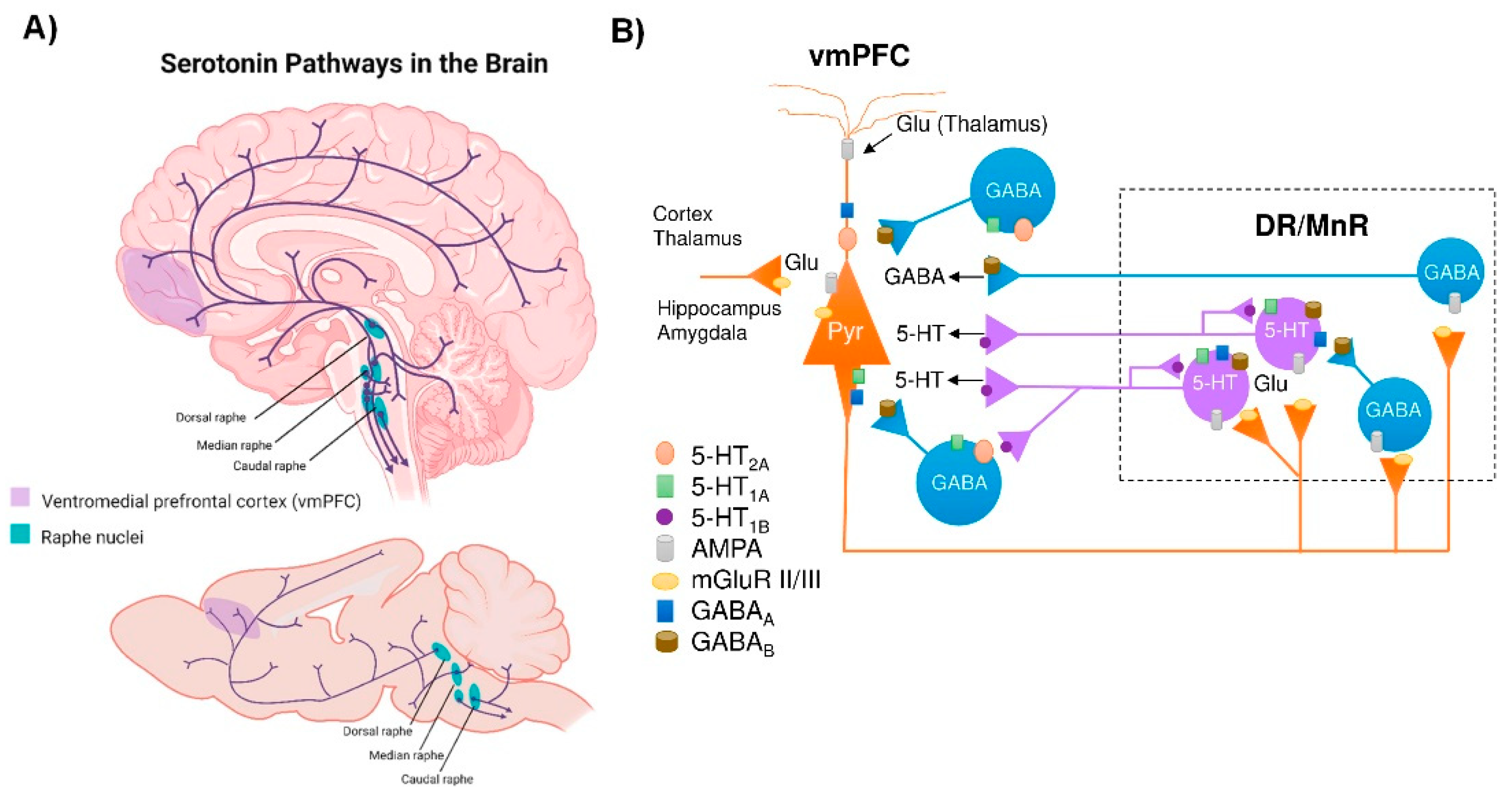 Biomedicines 11 00541 g001