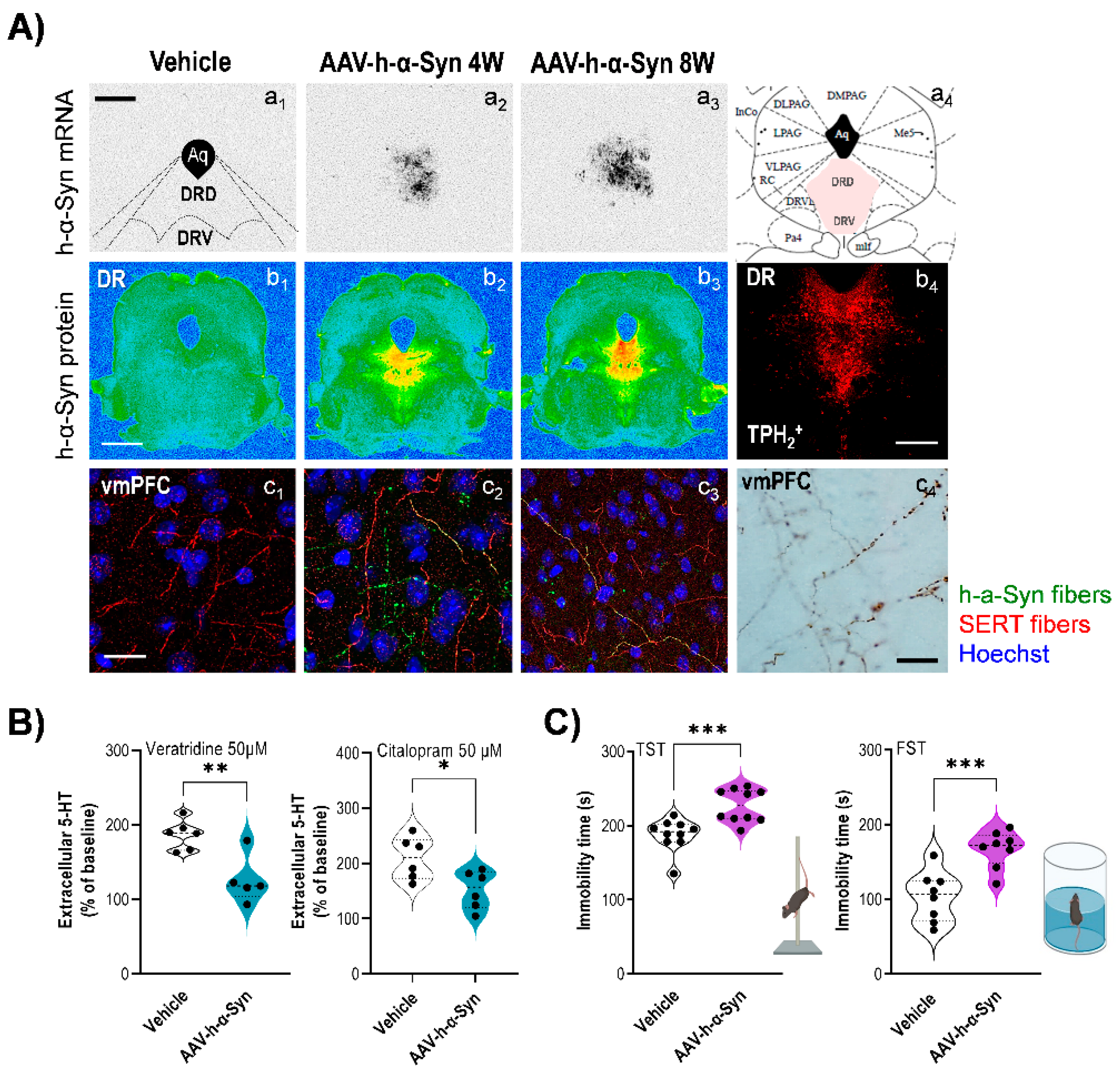 Biomedicines 11 00541 g002