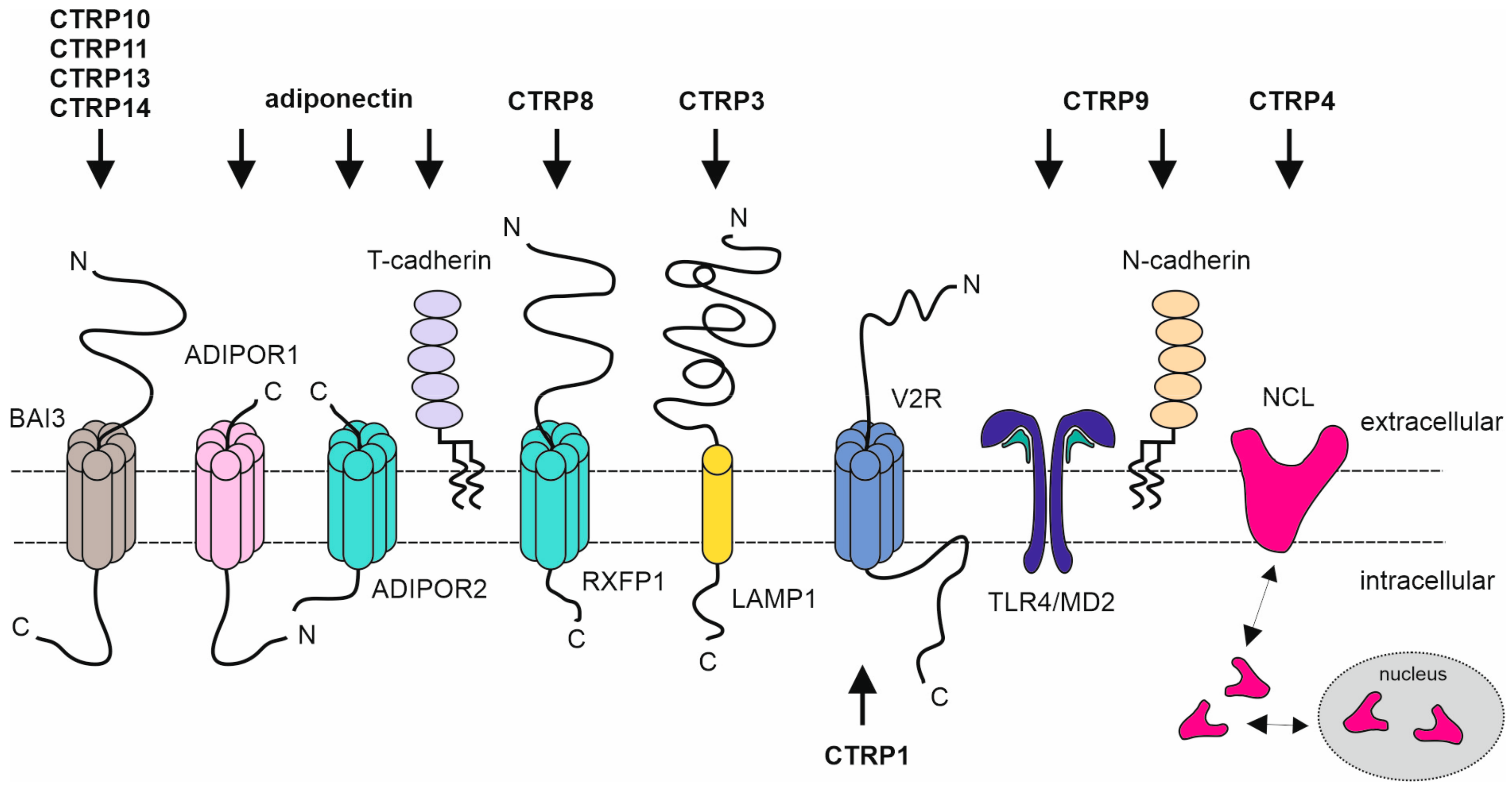Biomedicines 11 00559 g002