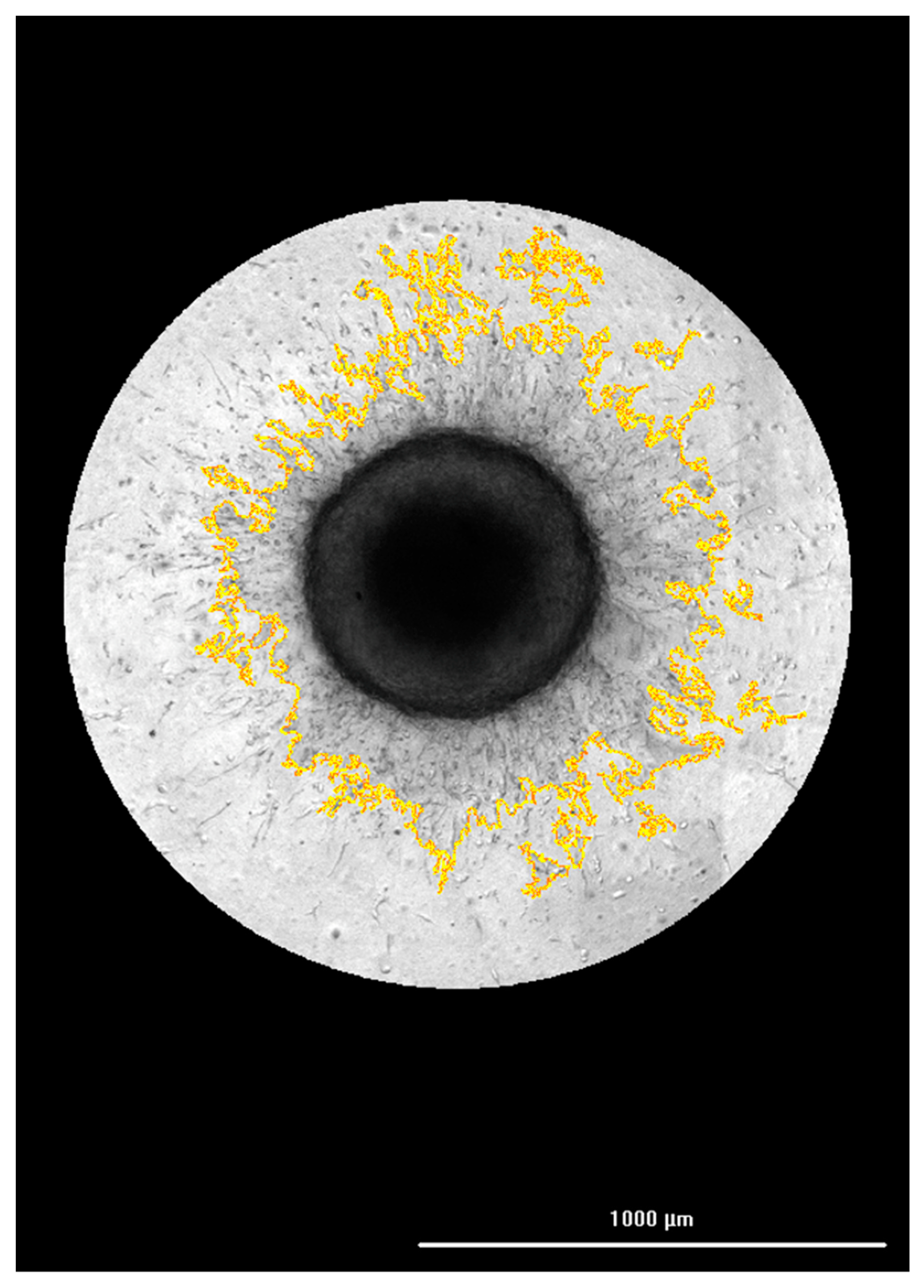 Biomedicines 11 00562 g002