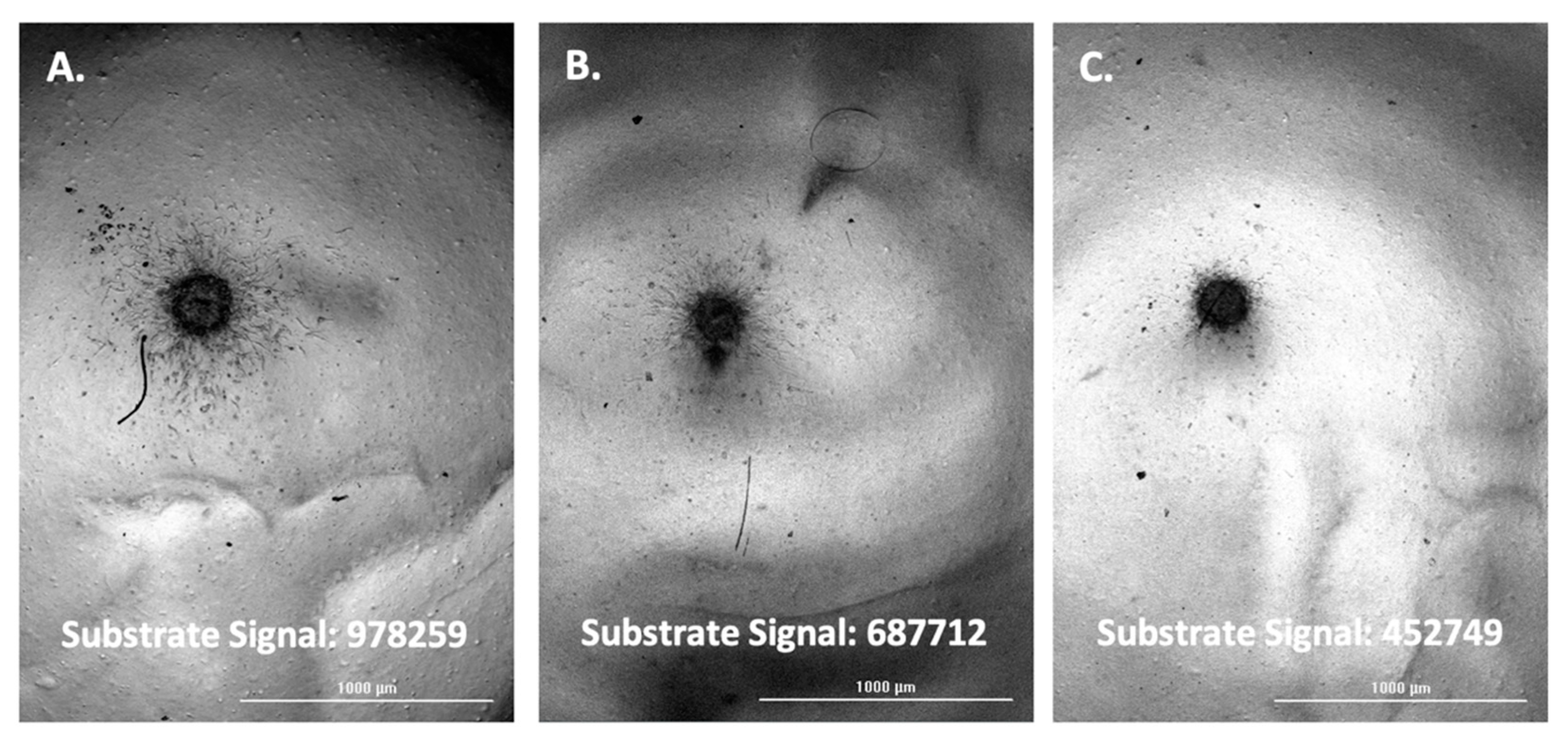 Biomedicines 11 00562 g005
