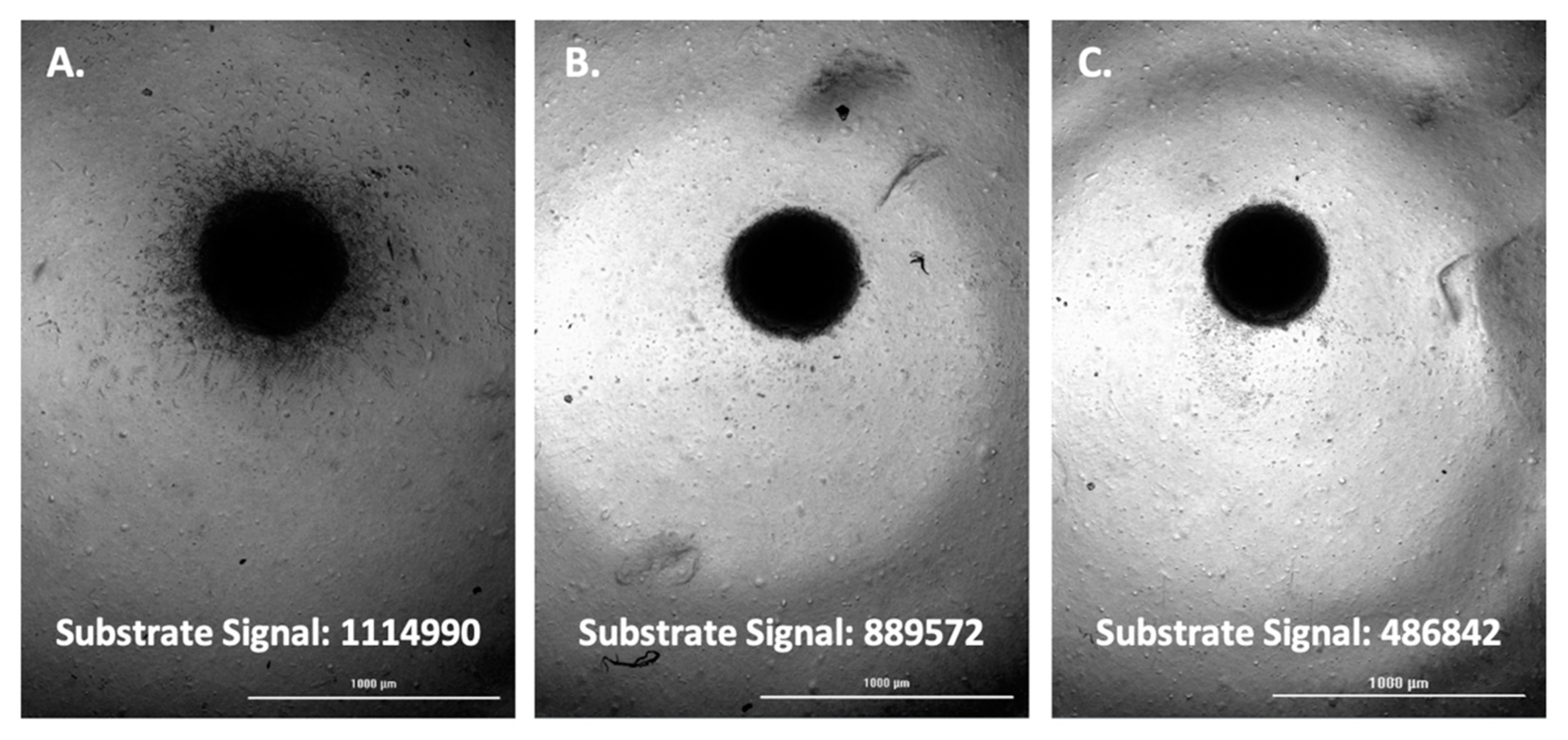 Biomedicines 11 00562 g006