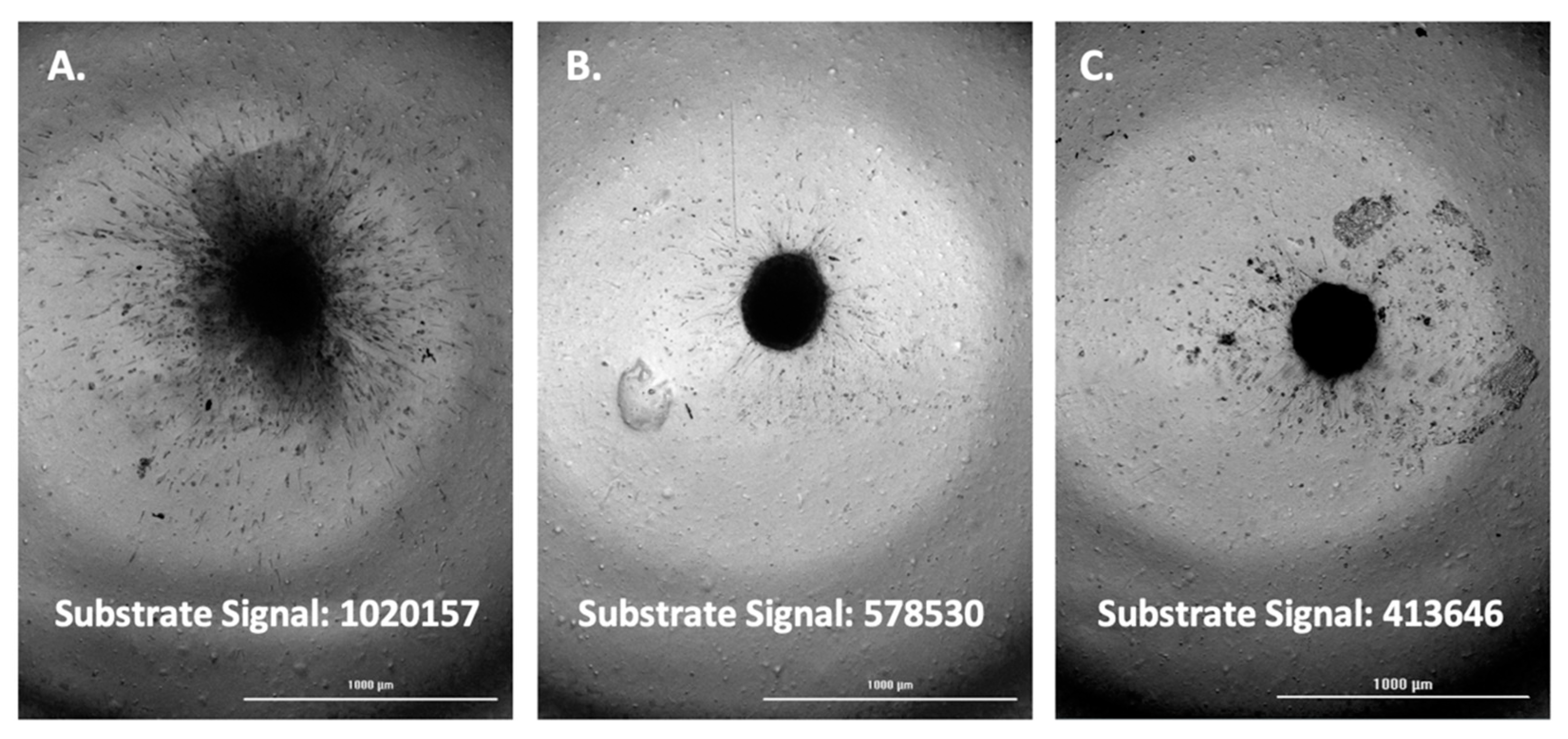 Biomedicines 11 00562 g007