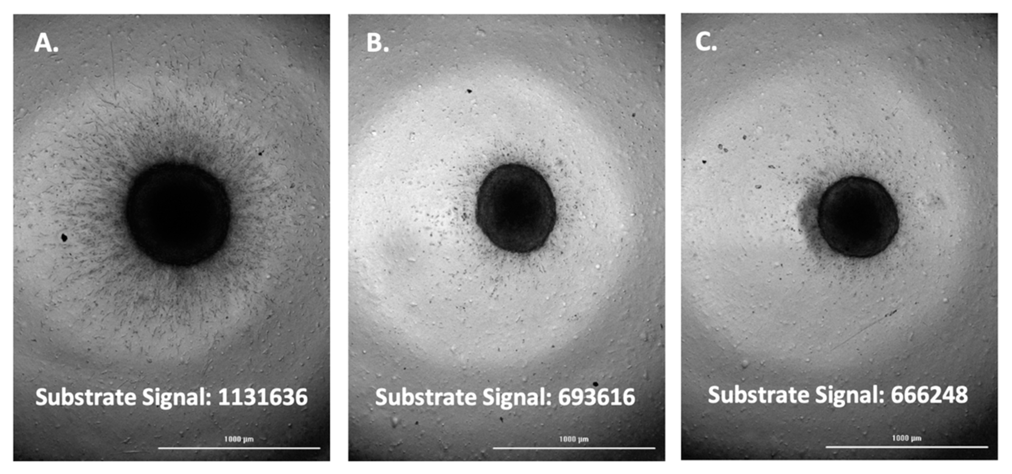 Biomedicines 11 00562 g008