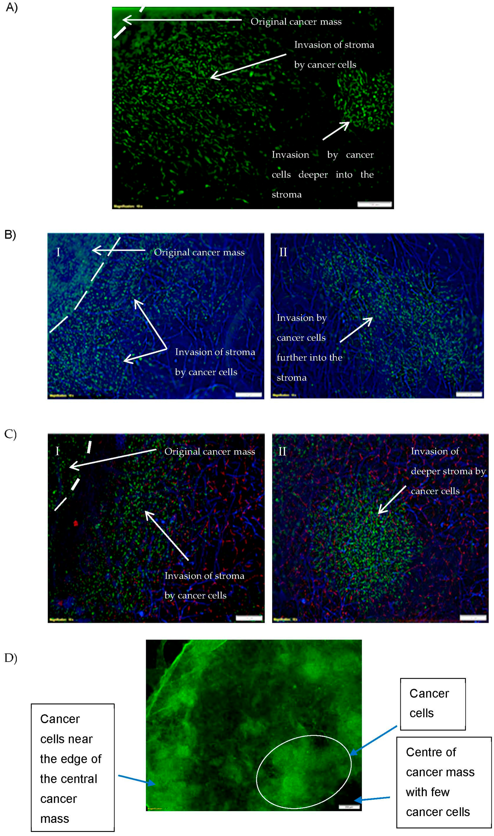 Biomedicines 11 00572 g003
