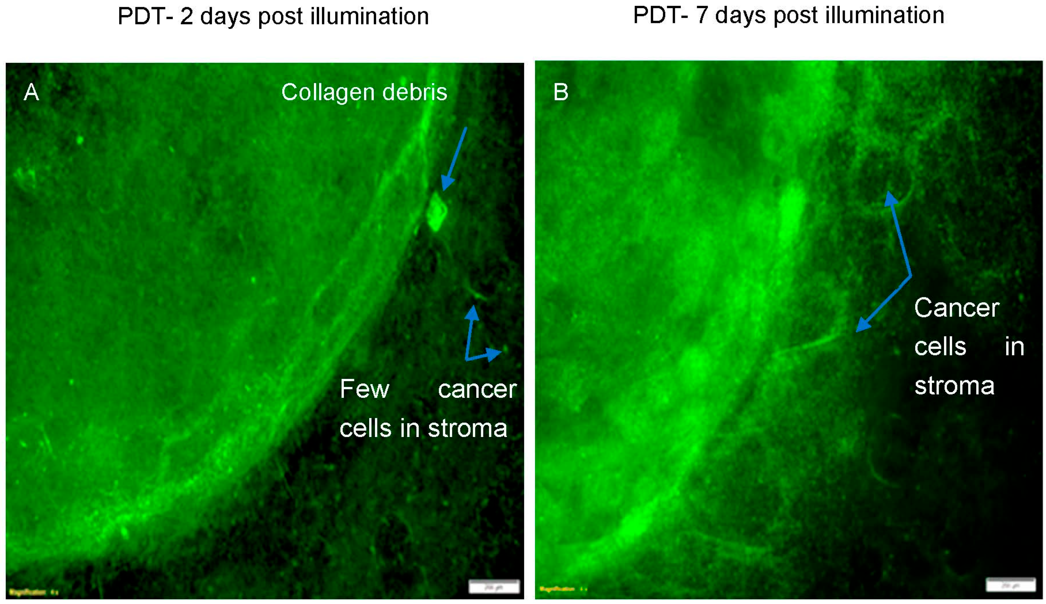 Biomedicines 11 00572 g007