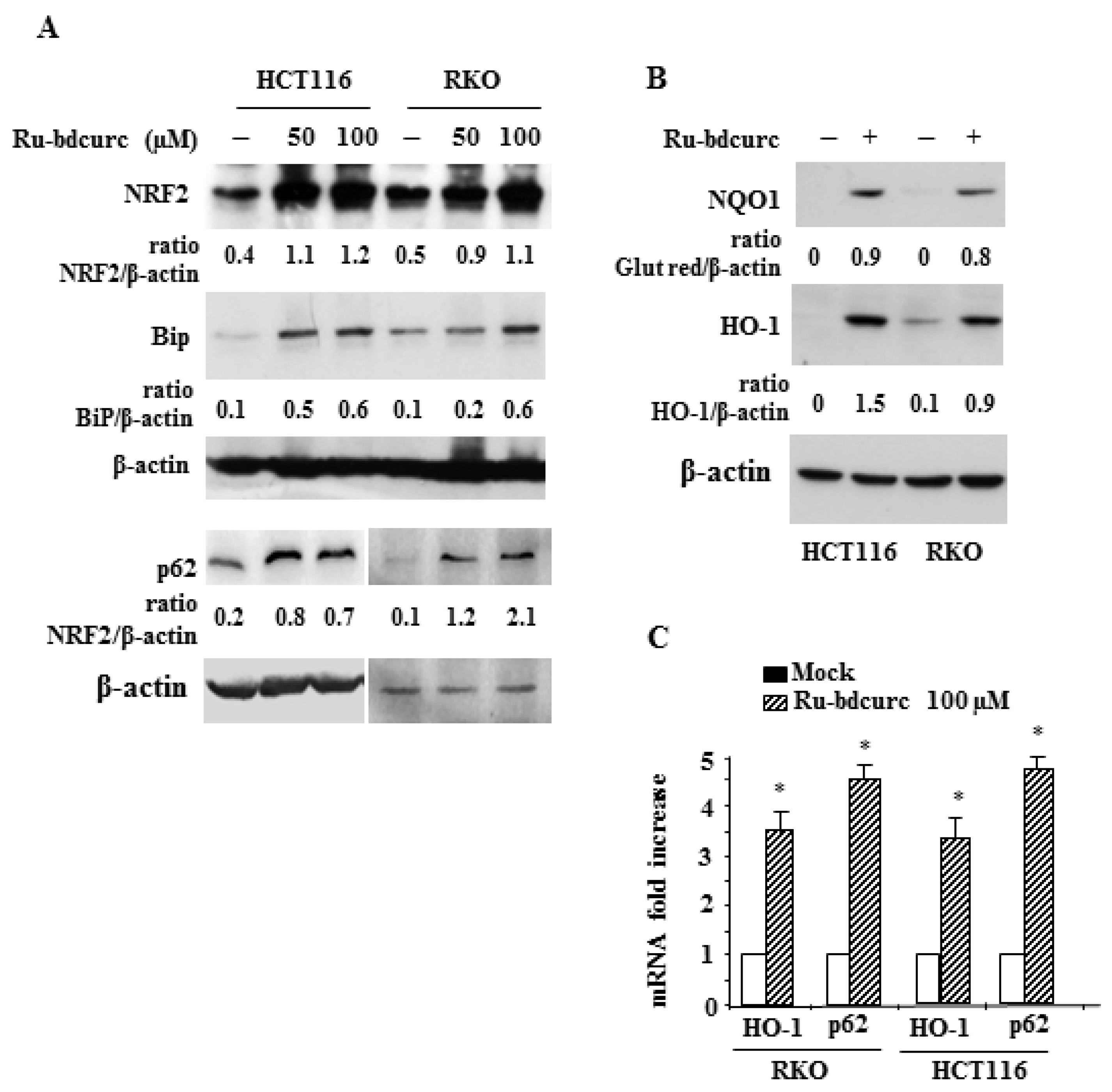 Biomedicines 11 00593 g003