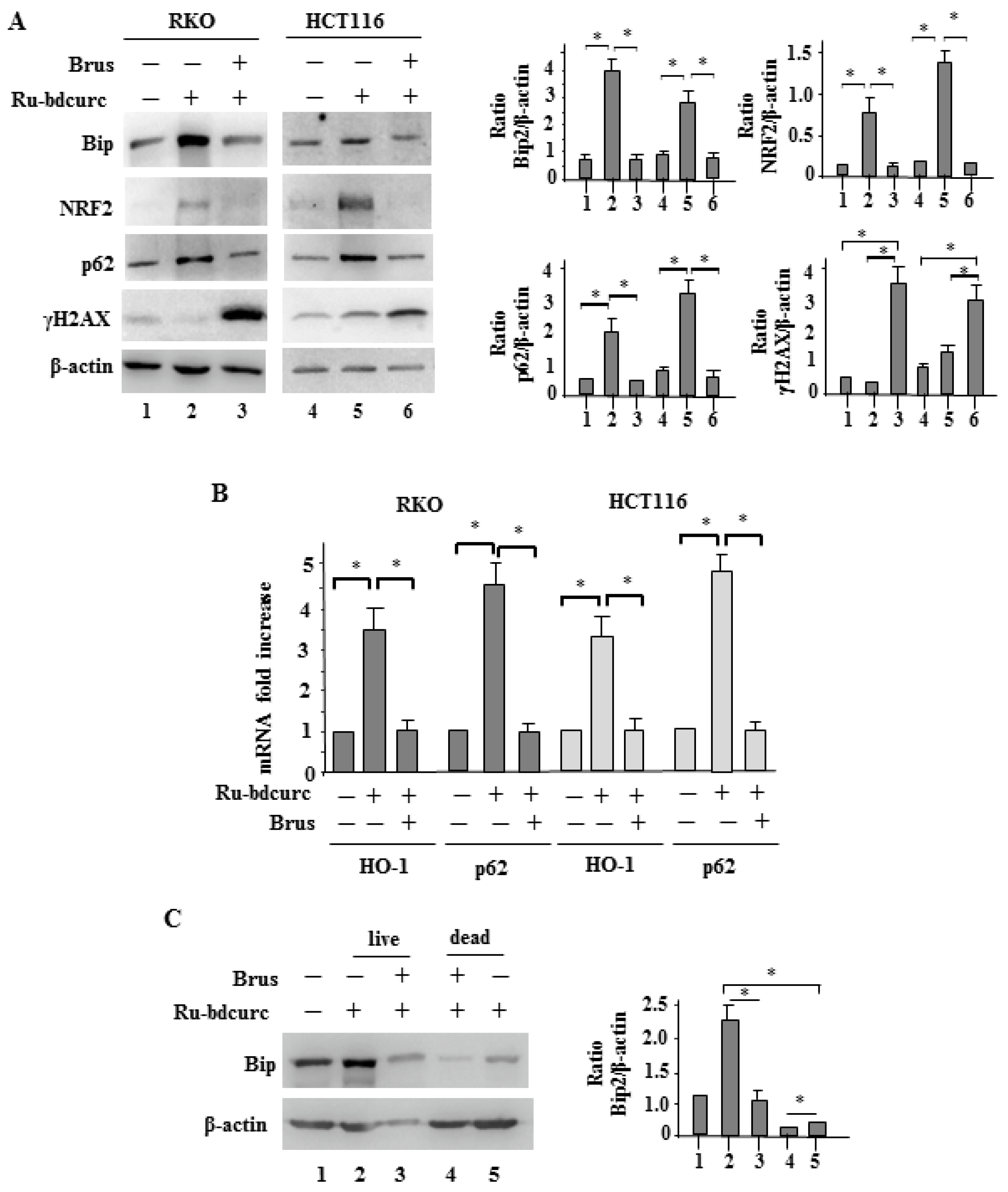 Biomedicines 11 00593 g004