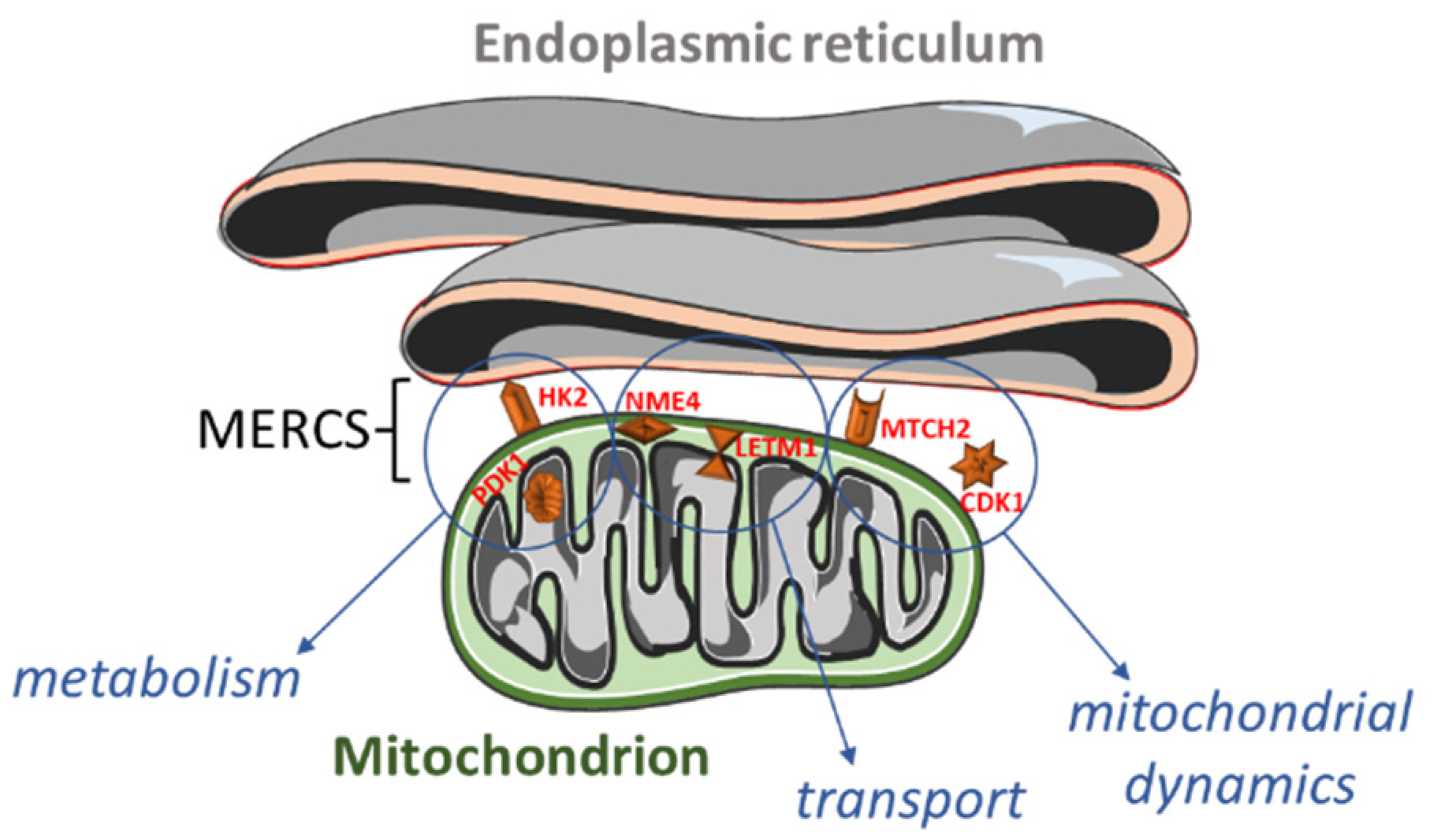 Biomedicines 11 00596 g001