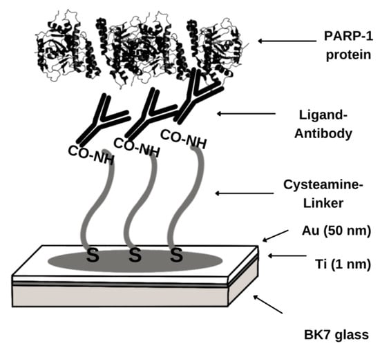 Biomedicines 11 00602 g0a3