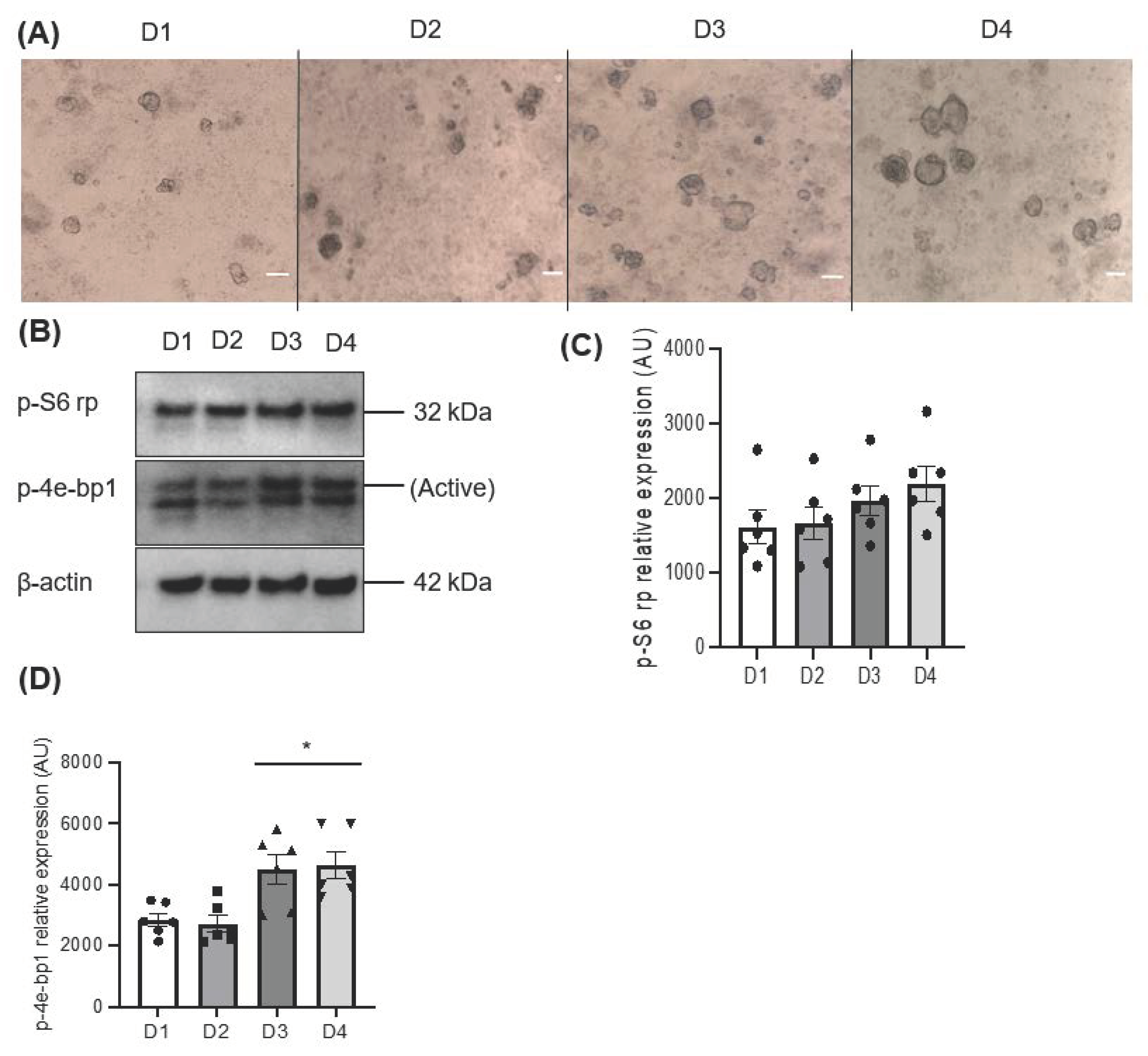 Biomedicines 11 00604 g001