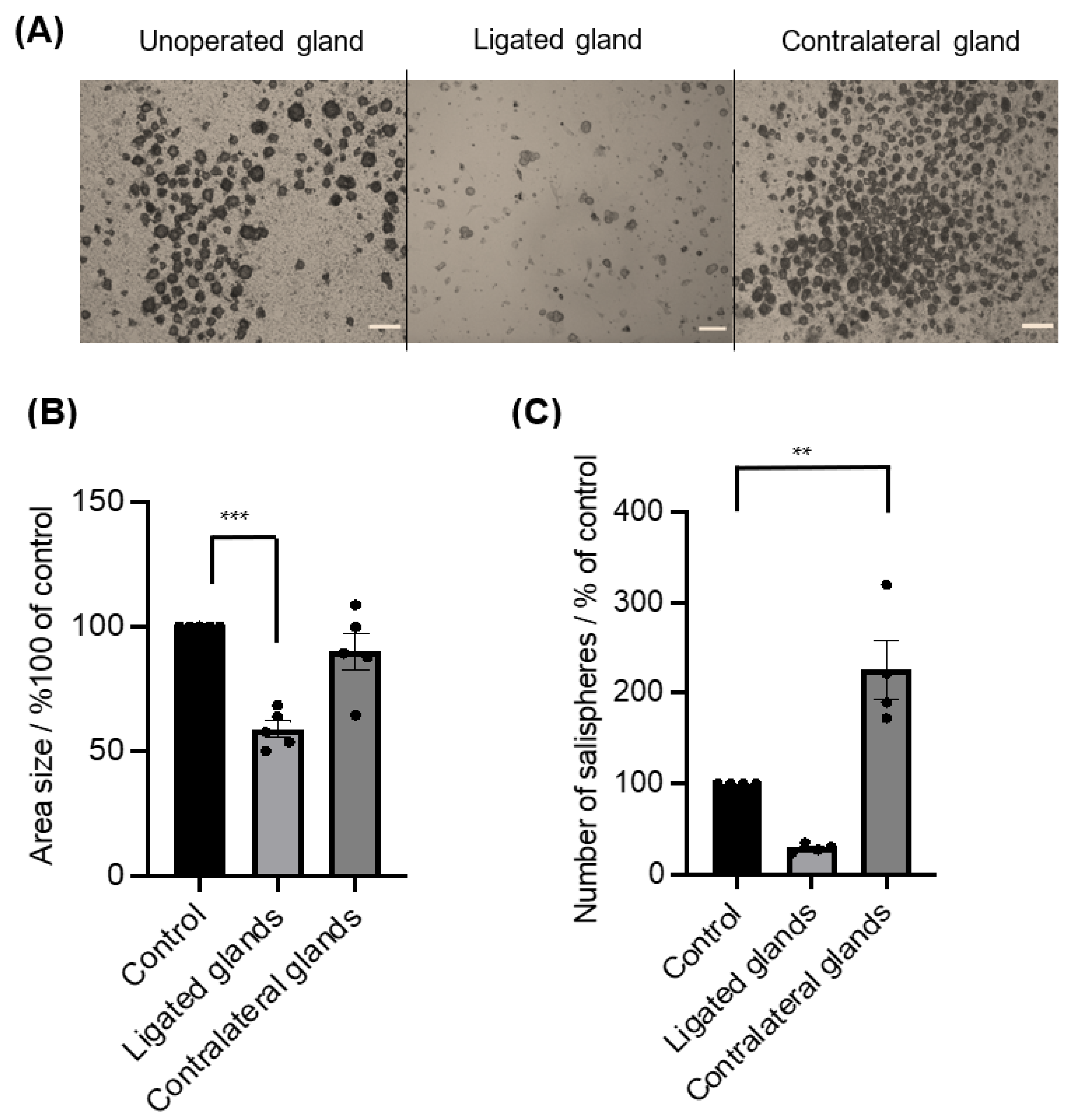 Biomedicines 11 00604 g005