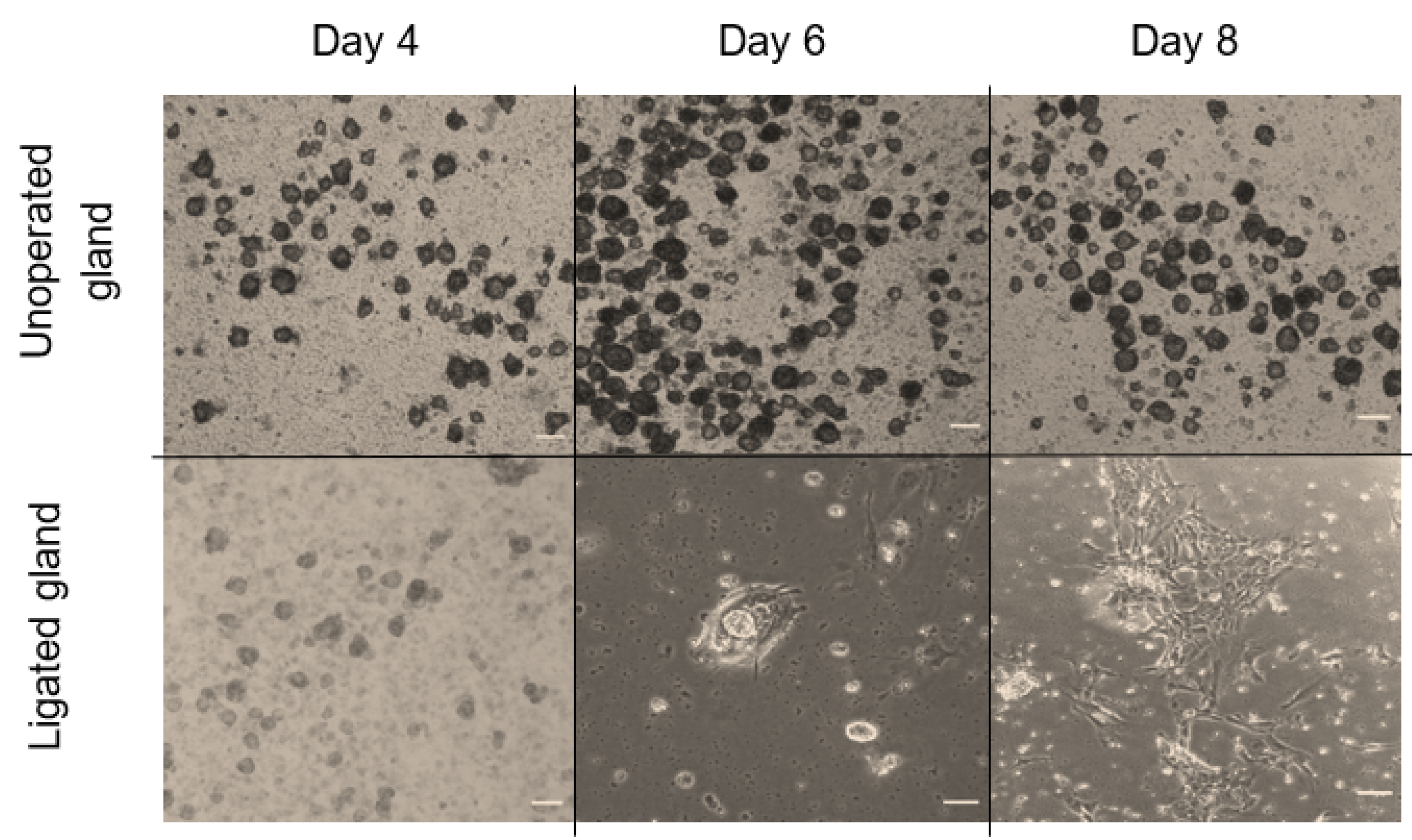 Biomedicines 11 00604 g006