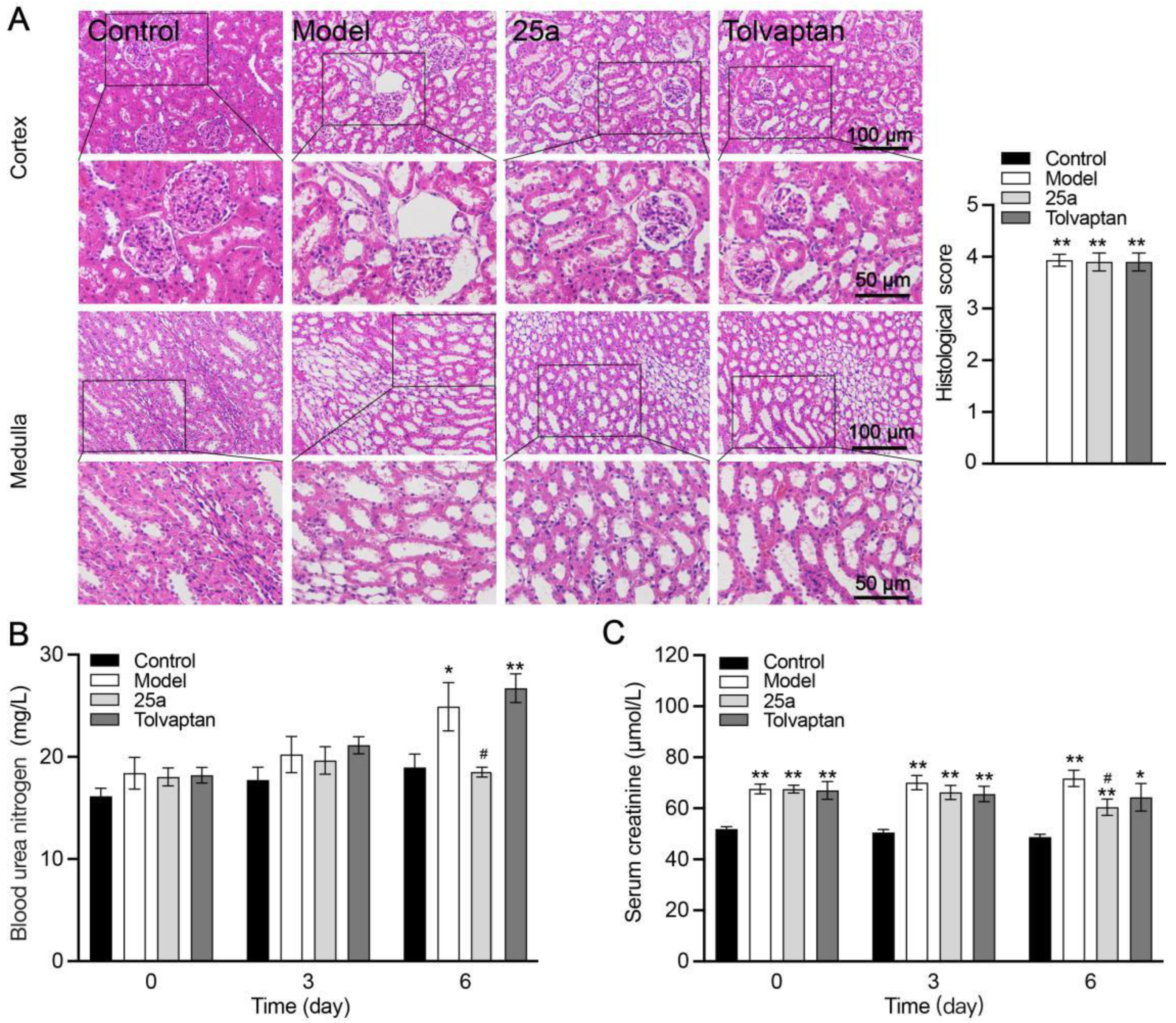 Biomedicines 11 00607 g004