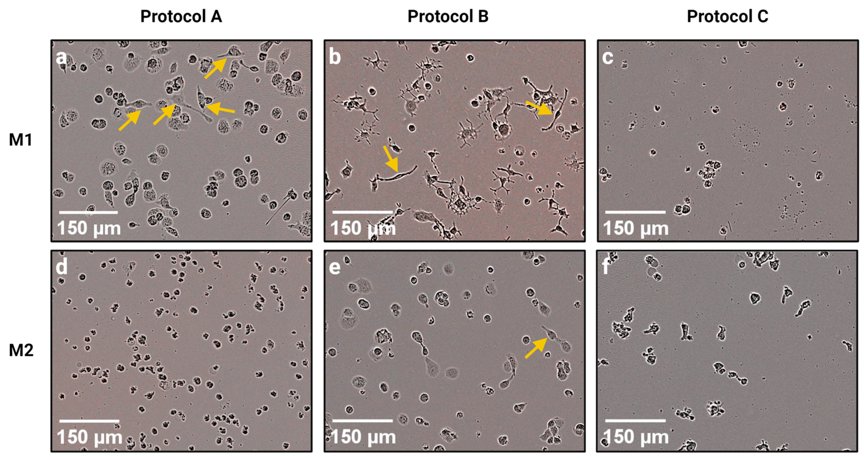 Biomedicines 11 00608 g002