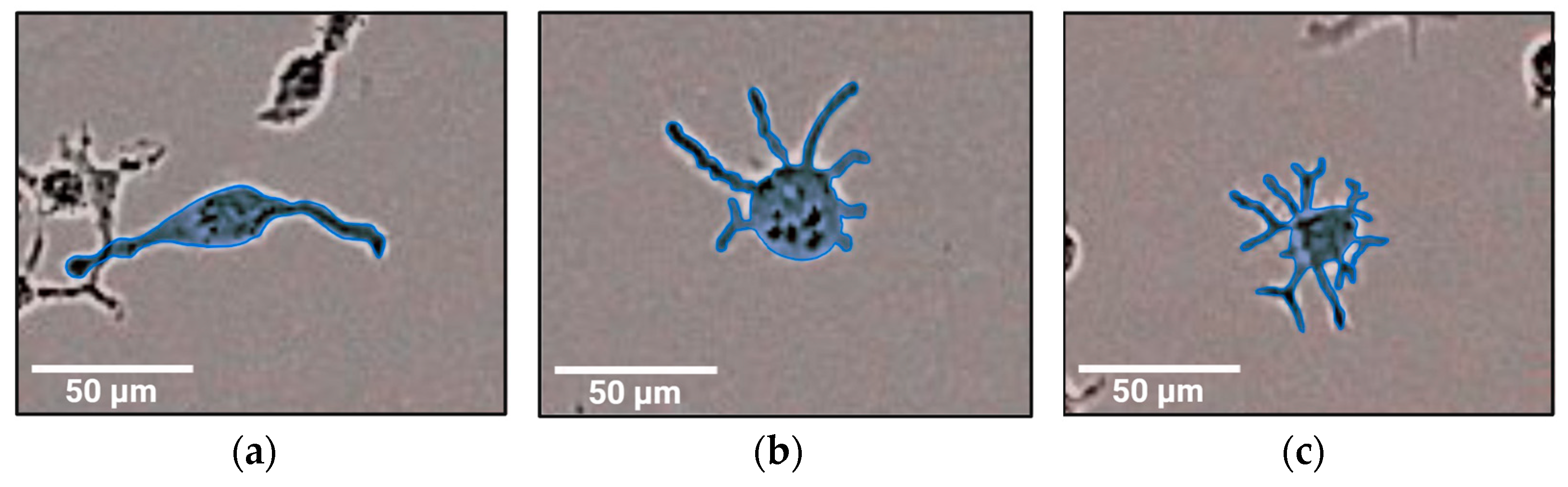 Biomedicines 11 00608 g003