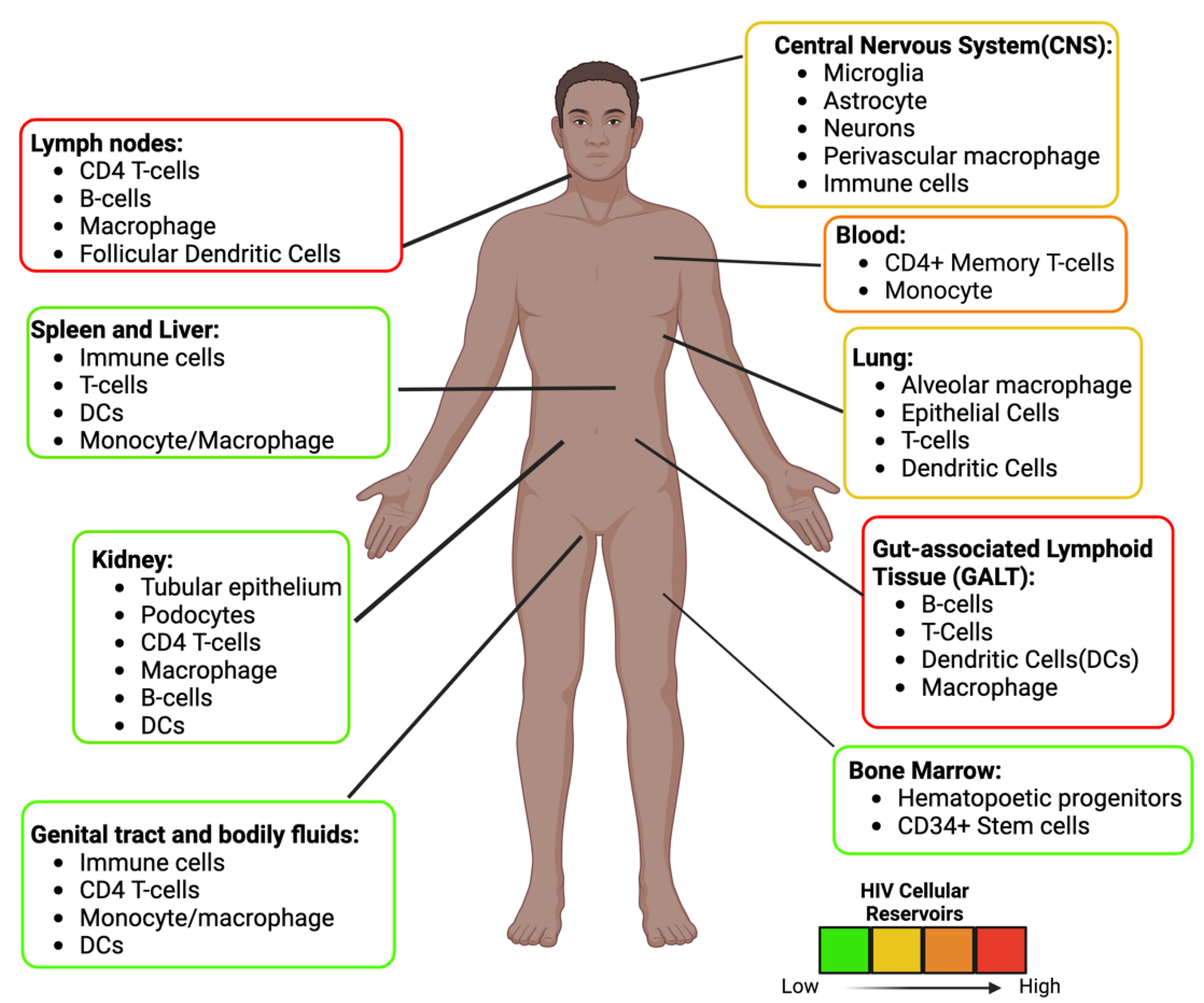 Biomedicines 11 00617 g003