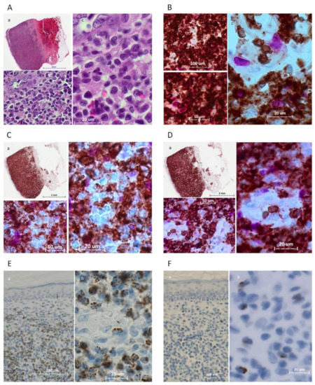 Biomedicines 11 00634 g002a