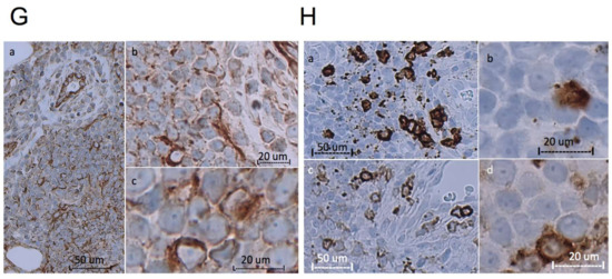 Biomedicines 11 00634 g002b