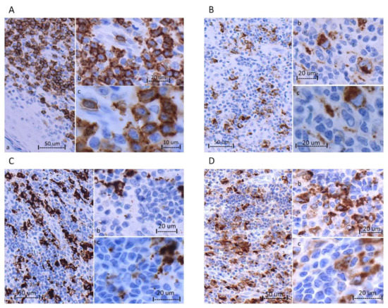 Biomedicines 11 00634 g003