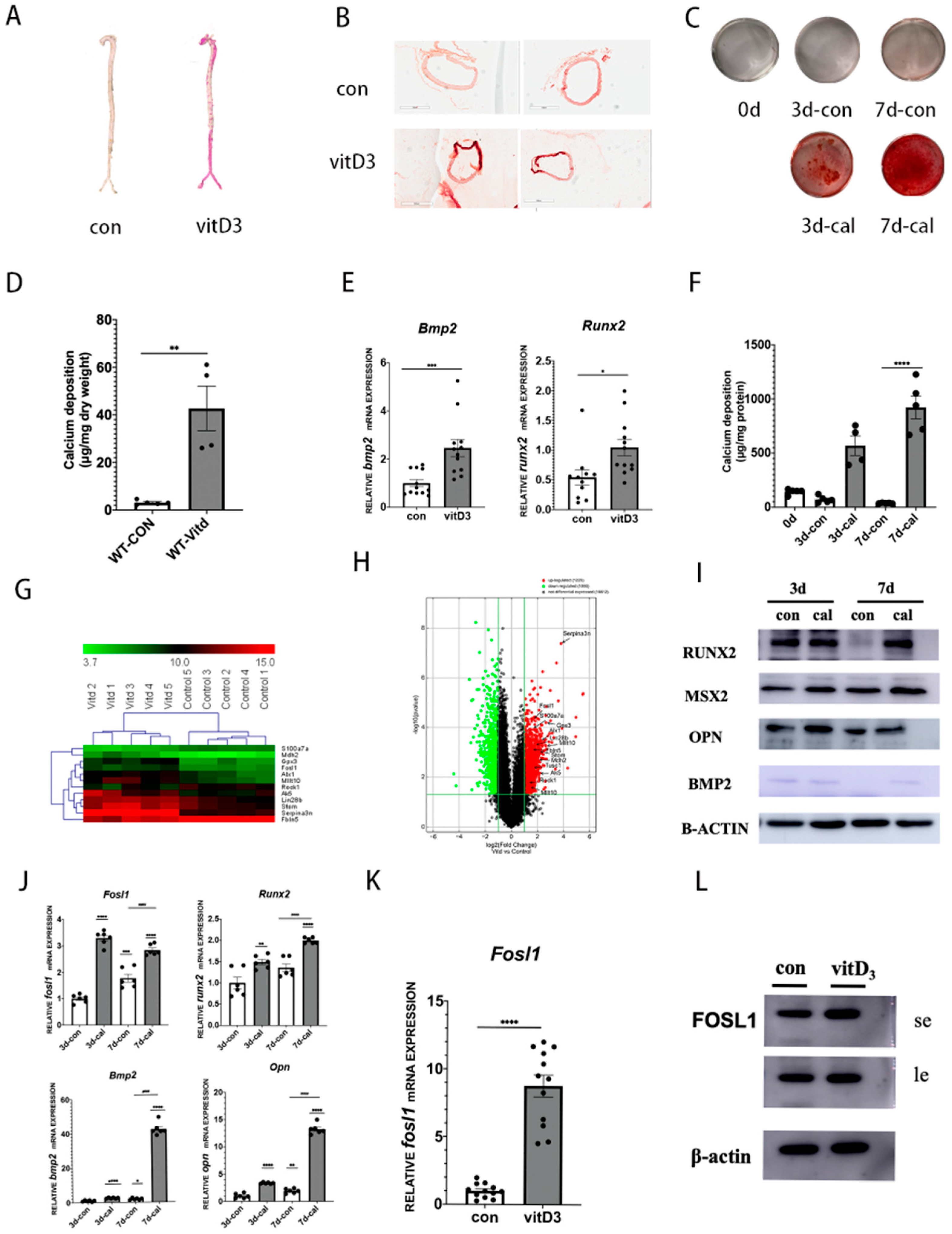 Biomedicines 11 00635 g001 Biomedicines 11 00635 g001